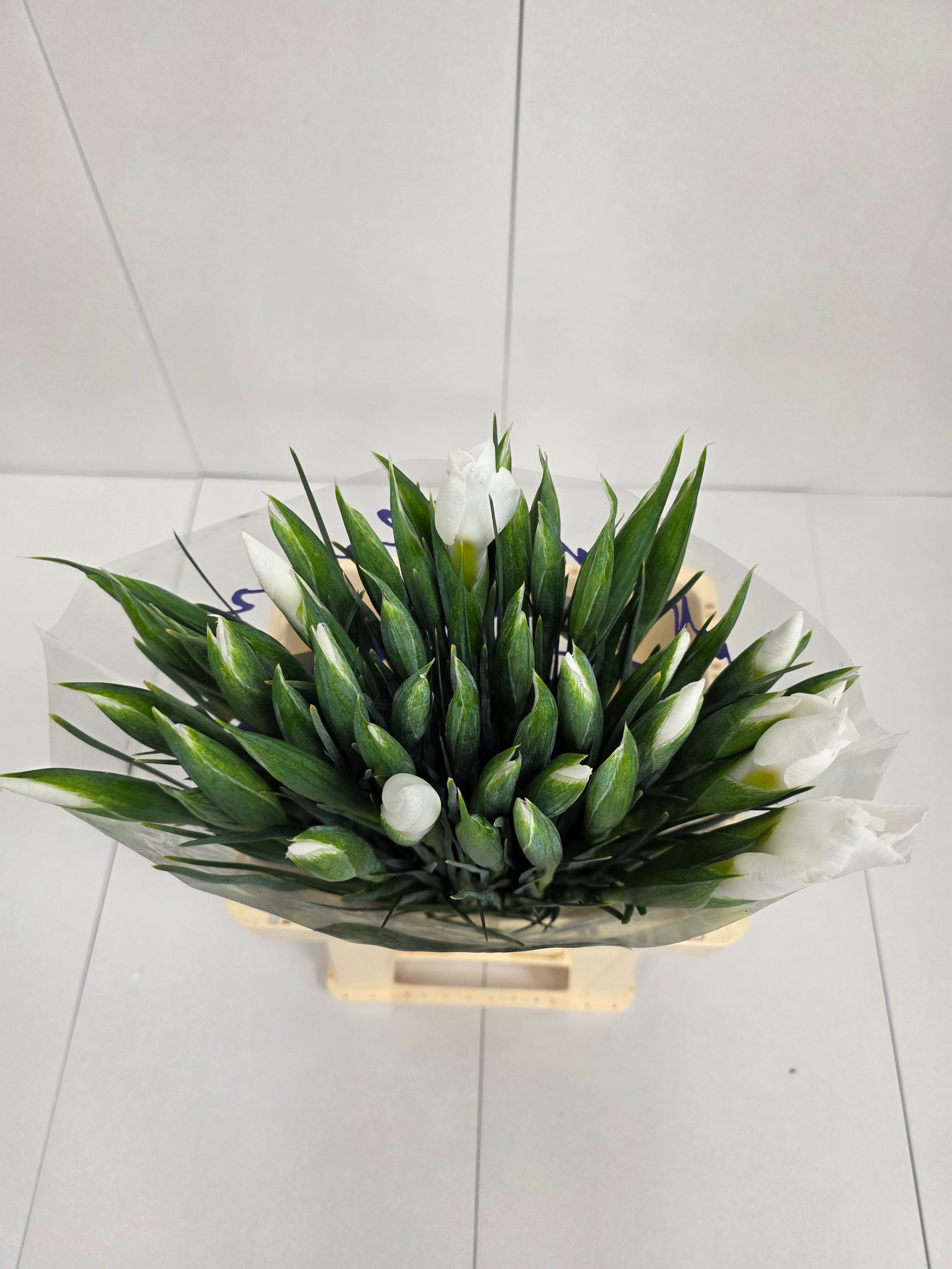 Farm Fresh Iris Apollo (Bunch of, 50 stems, Length 62cm)