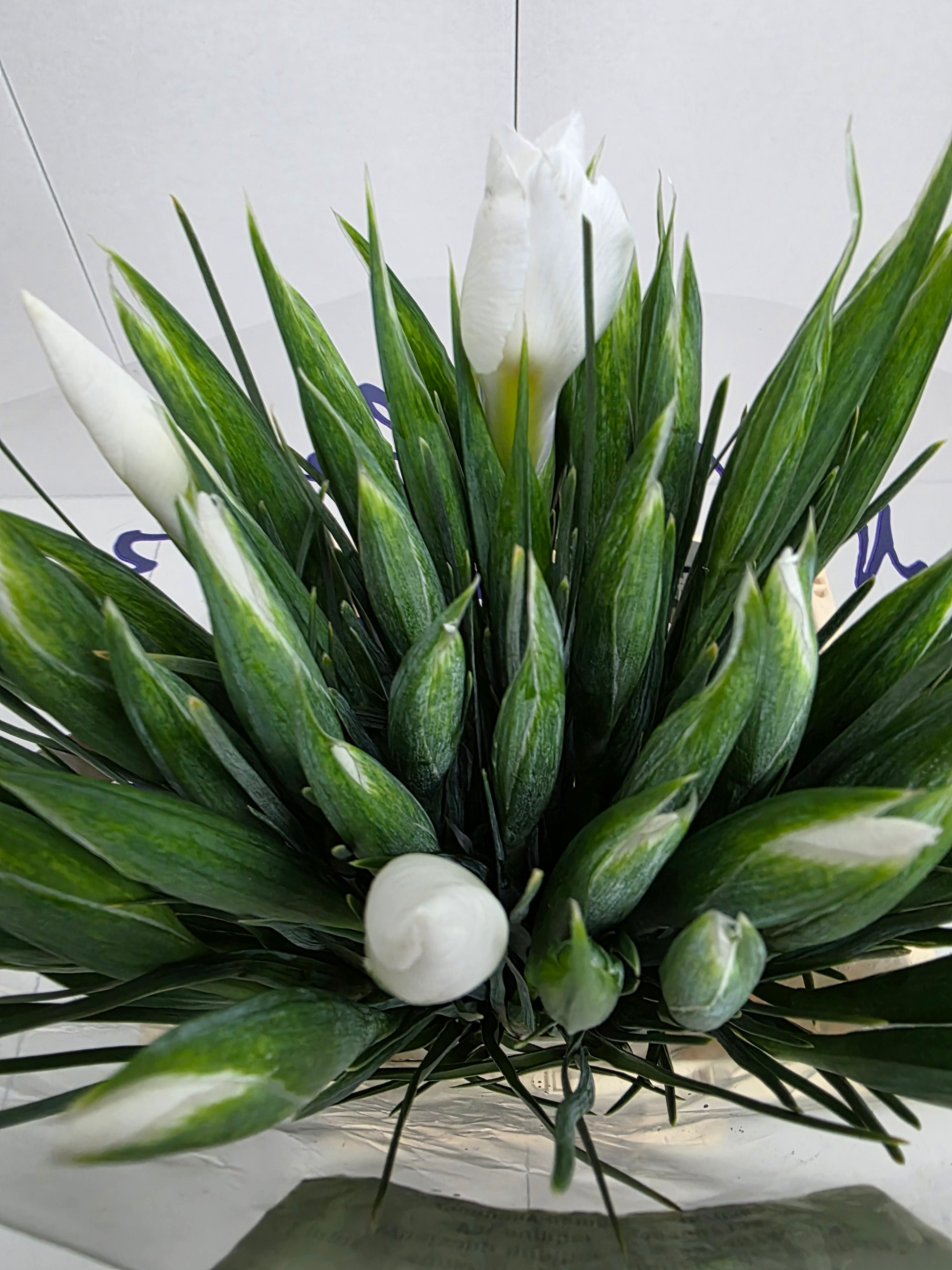 Farm Fresh Iris Apollo (Bunch of, 50 stems, Length 62cm)