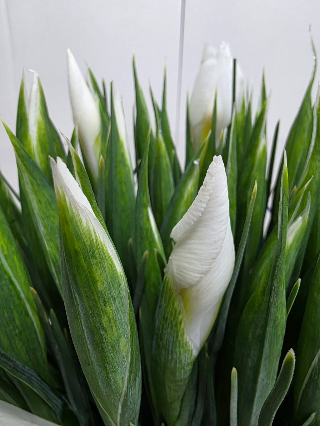 Farm Fresh Iris Apollo (Bunch of, 50 stems, Length 62cm)
