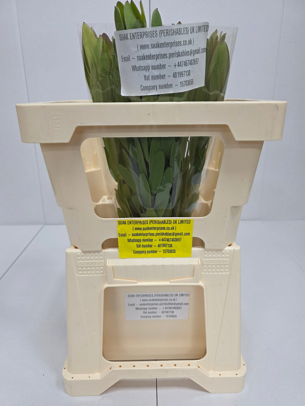 Farm Fresh Leucadendron Safari Goldstrike (Bunch of 10 stems, Length 60cm)