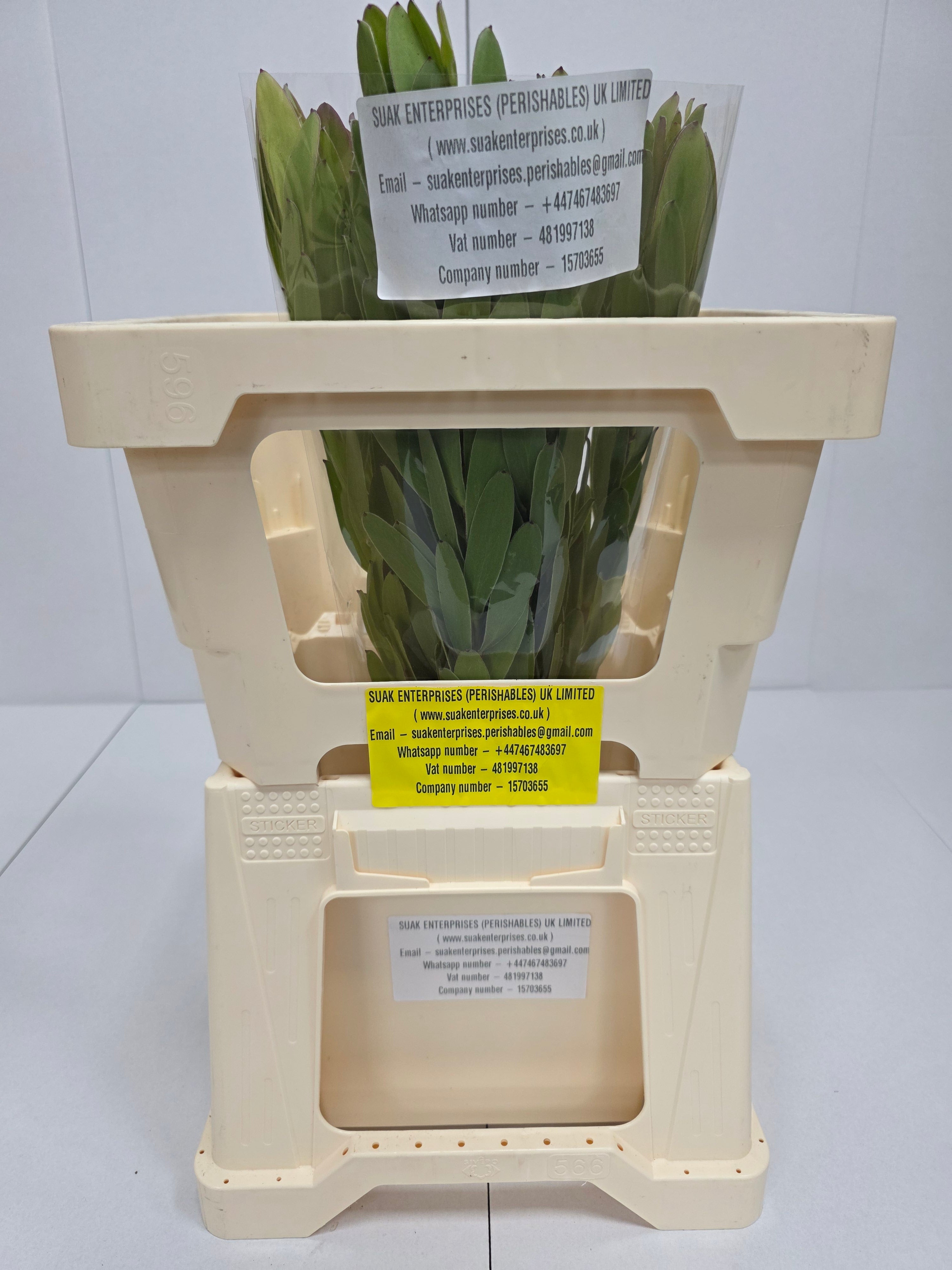 Farm Fresh Leucadendron Safari Goldstrike (Bunch of 10 stems, Length 50cm)