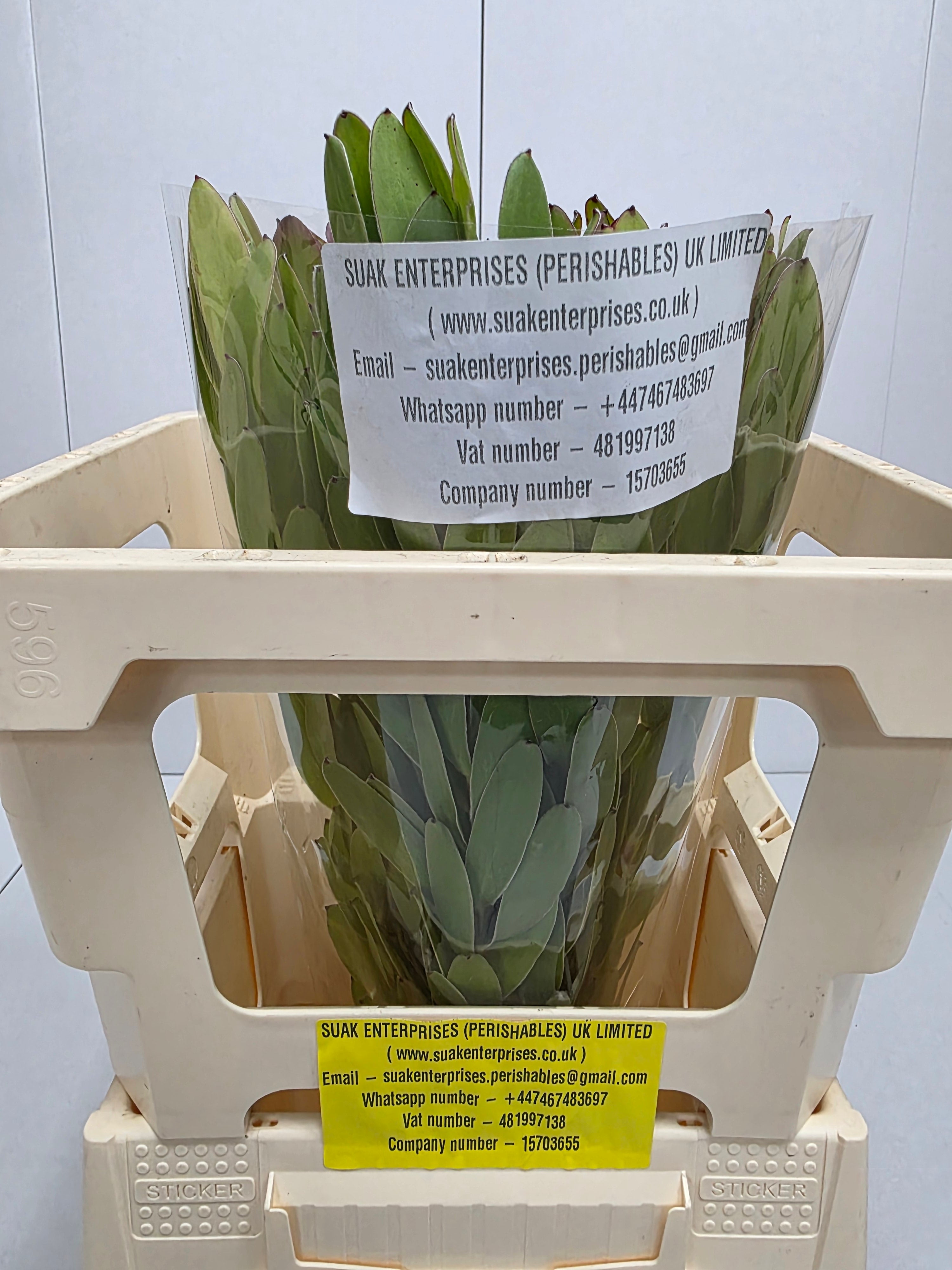Farm Fresh Leucadendron Safari Goldstrike (Bunch of 10 stems, Length 50cm)