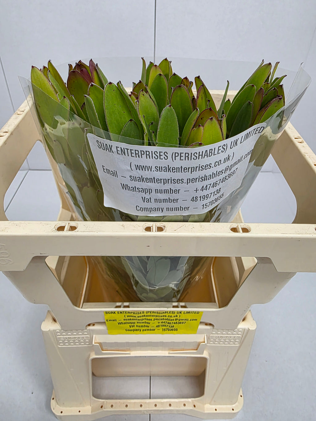 Farm Fresh Leucadendron Safari Goldstrike (Bunch of 10 stems, Length 50cm)