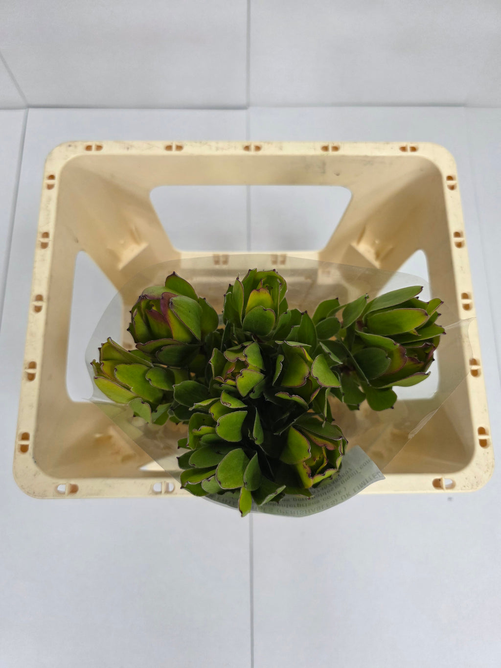 Farm Fresh Leucadendron Safari Goldstrike (Bunch of 10 stems, Length 50cm)