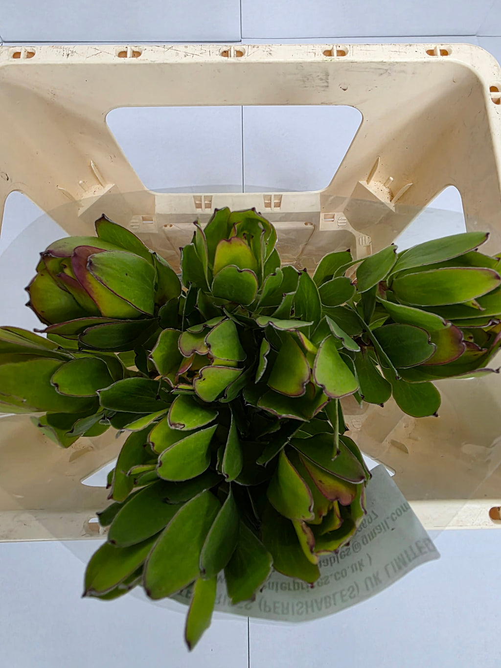 Farm Fresh Leucadendron Safari Goldstrike (Bunch of 10 stems, Length 60cm)