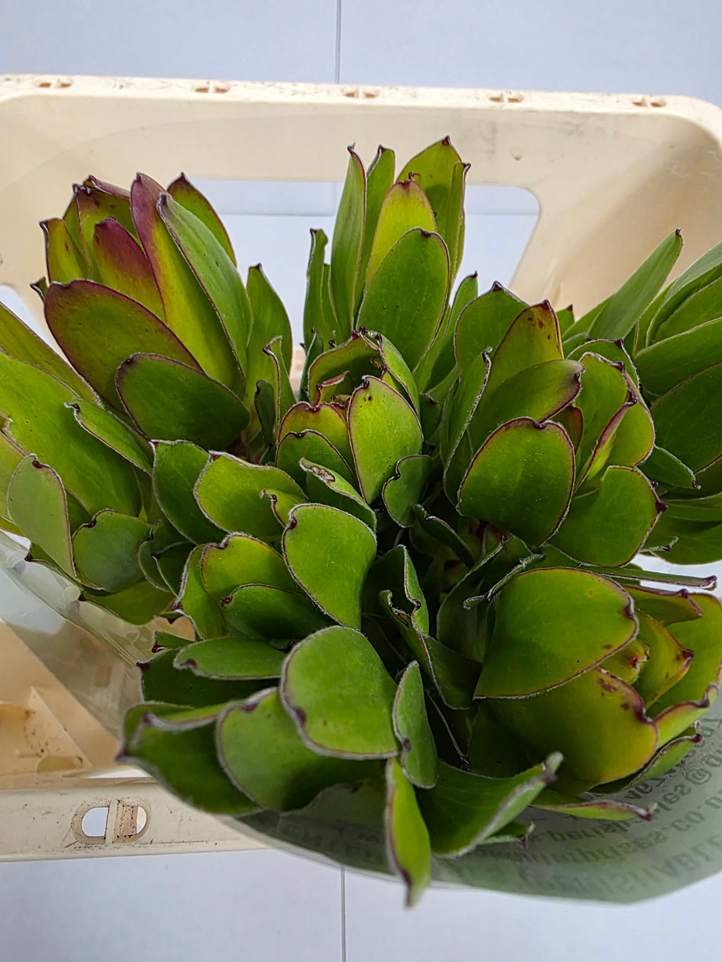 Farm Fresh Leucadendron Safari Goldstrike (Bunch of 10 stems, Length 60cm)