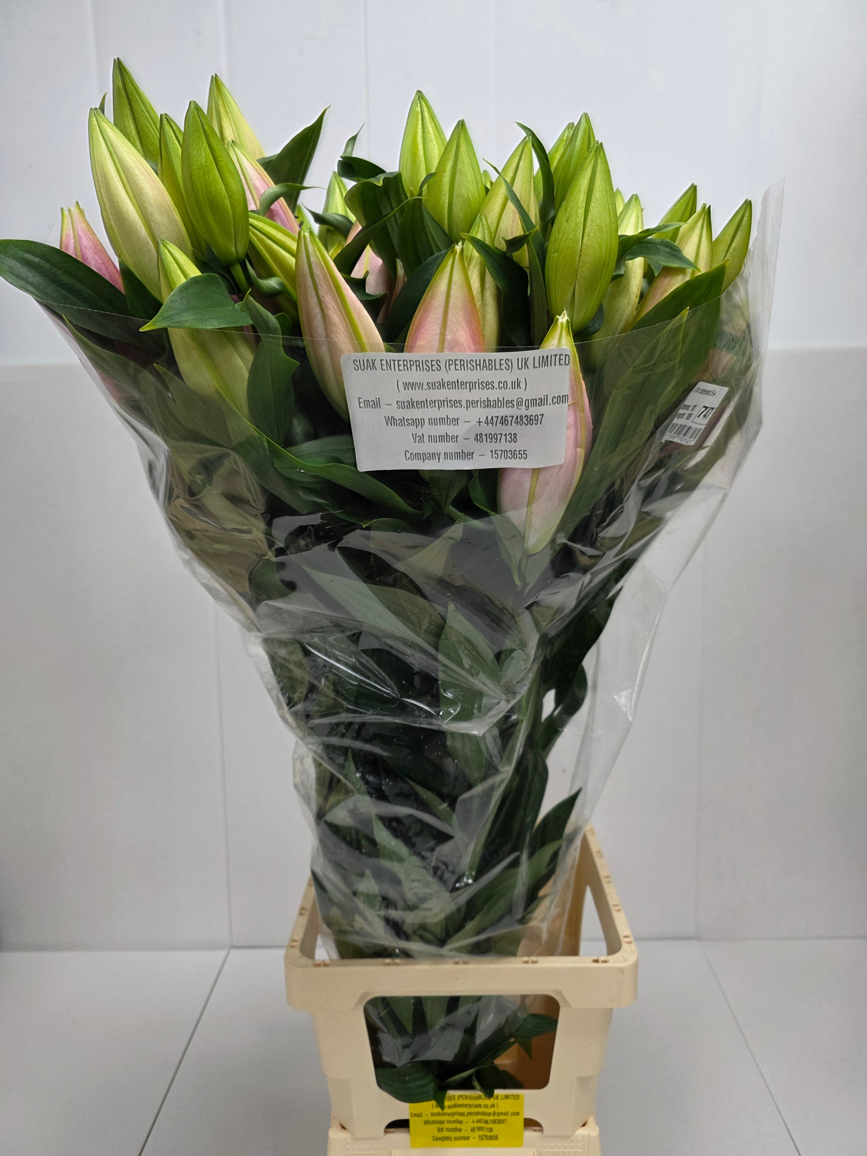 Farm Fresh Lilium Oriental Catemaco 5+(Bunch of 10stems,Length 105cm)