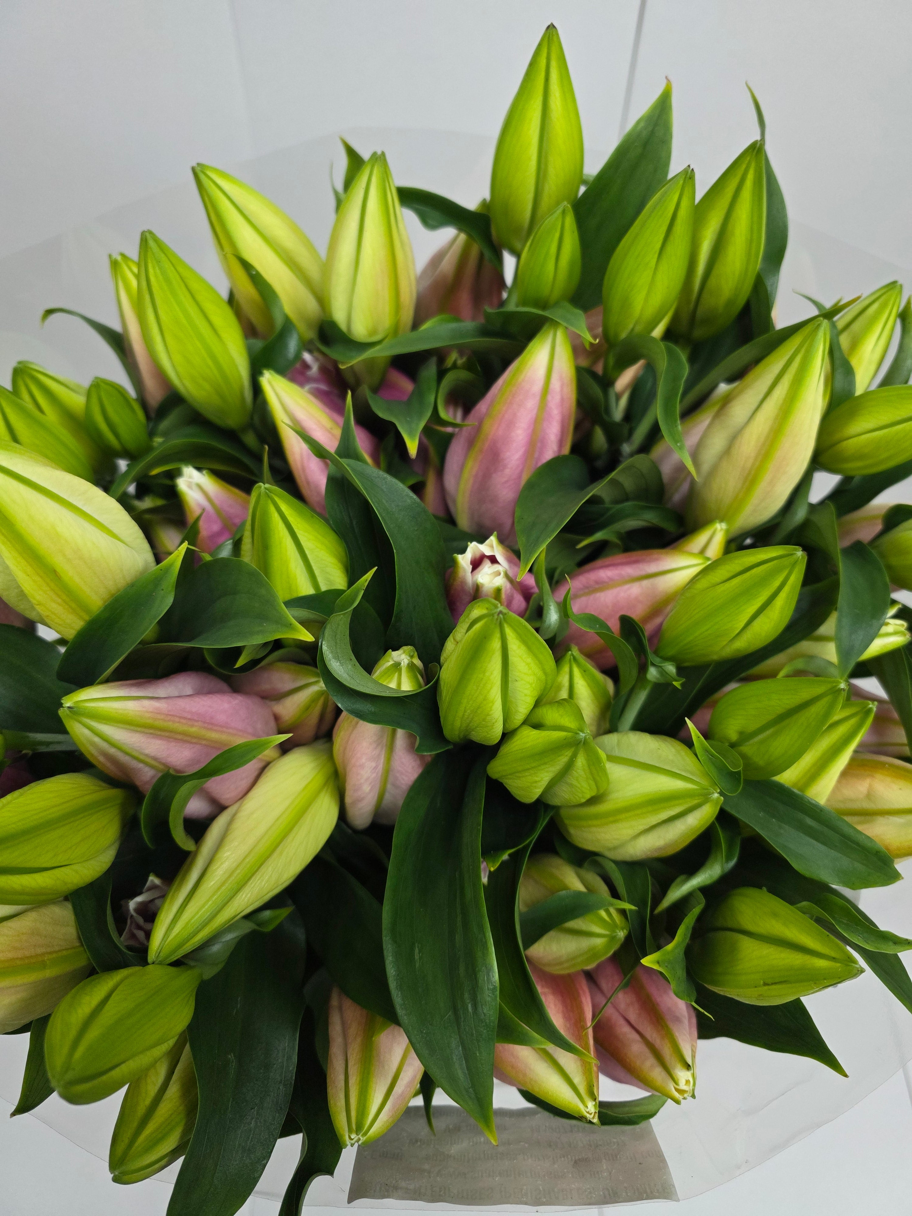 Farm Fresh Lilium Oriental Catemaco 5+(Bunch of 10stems,Length 105cm)