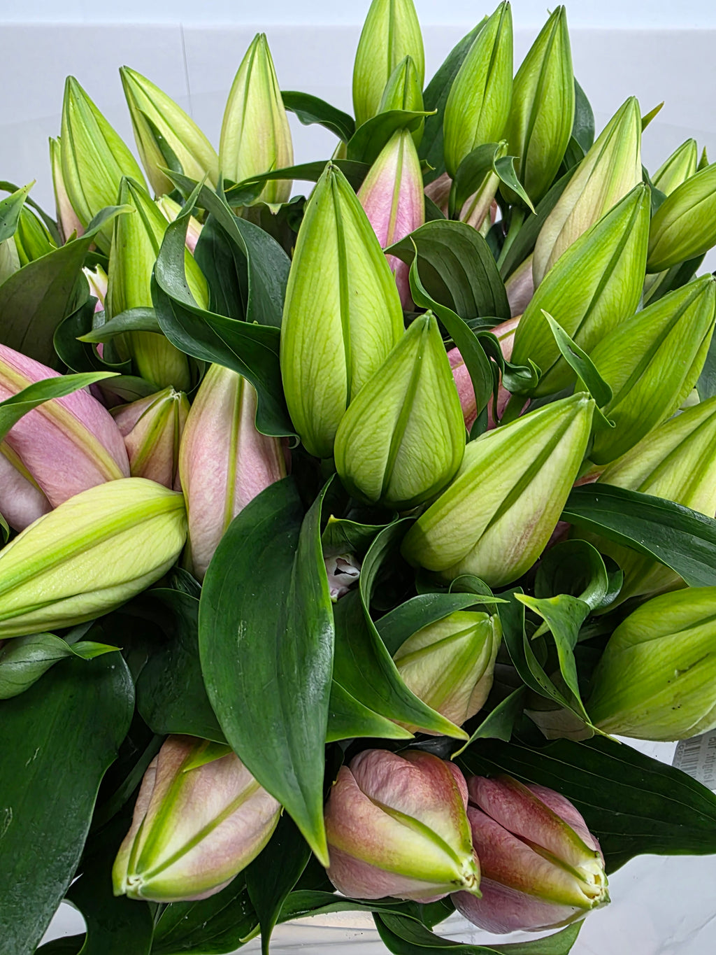 Farm Fresh Lilium Oriental Catemaco 5+(Bunch of 10stems,Length 105cm)