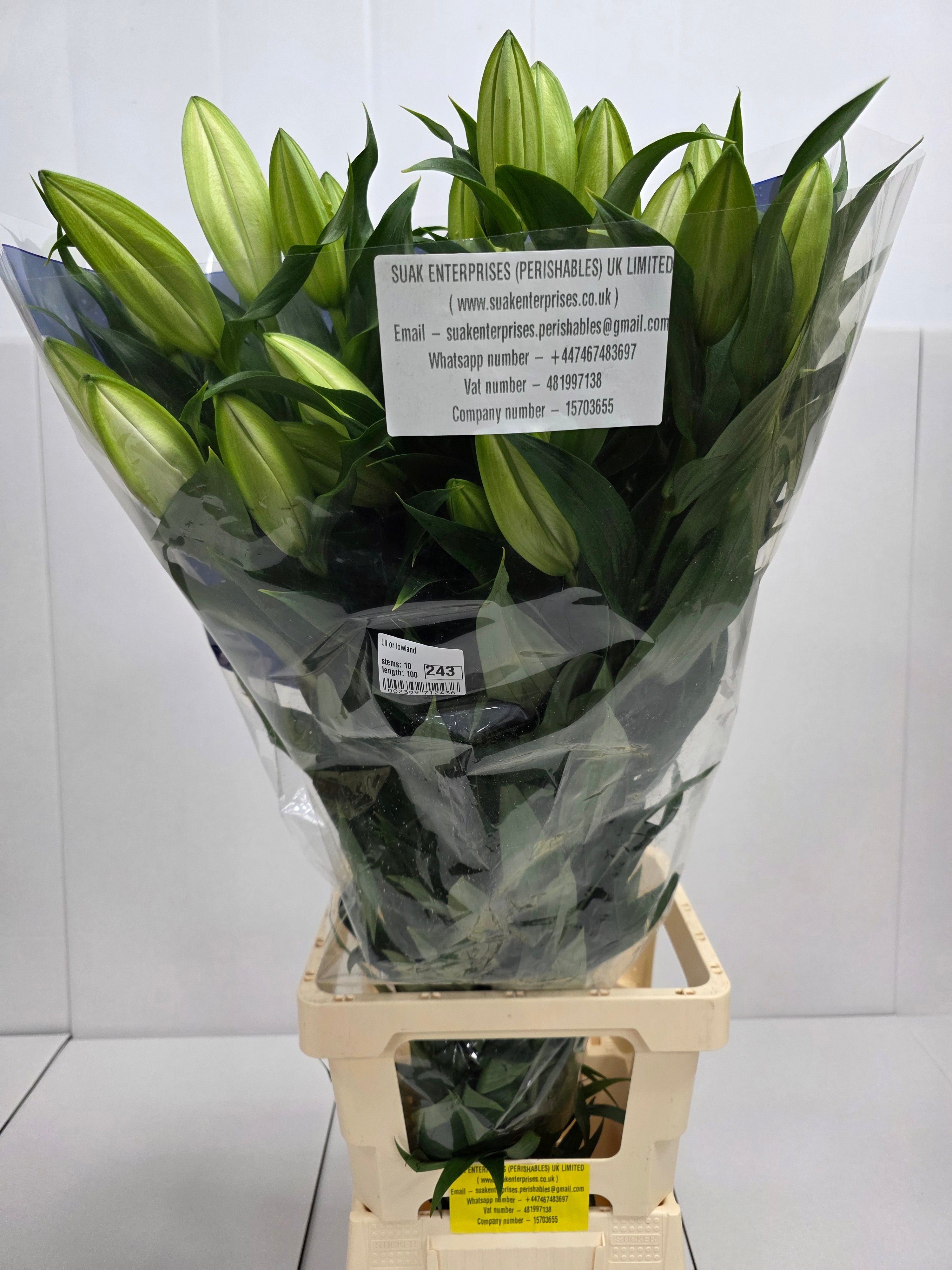 Farm Fresh Lilium Oriental Lowland 4+(Bunch of 10stems,Length 100cm)