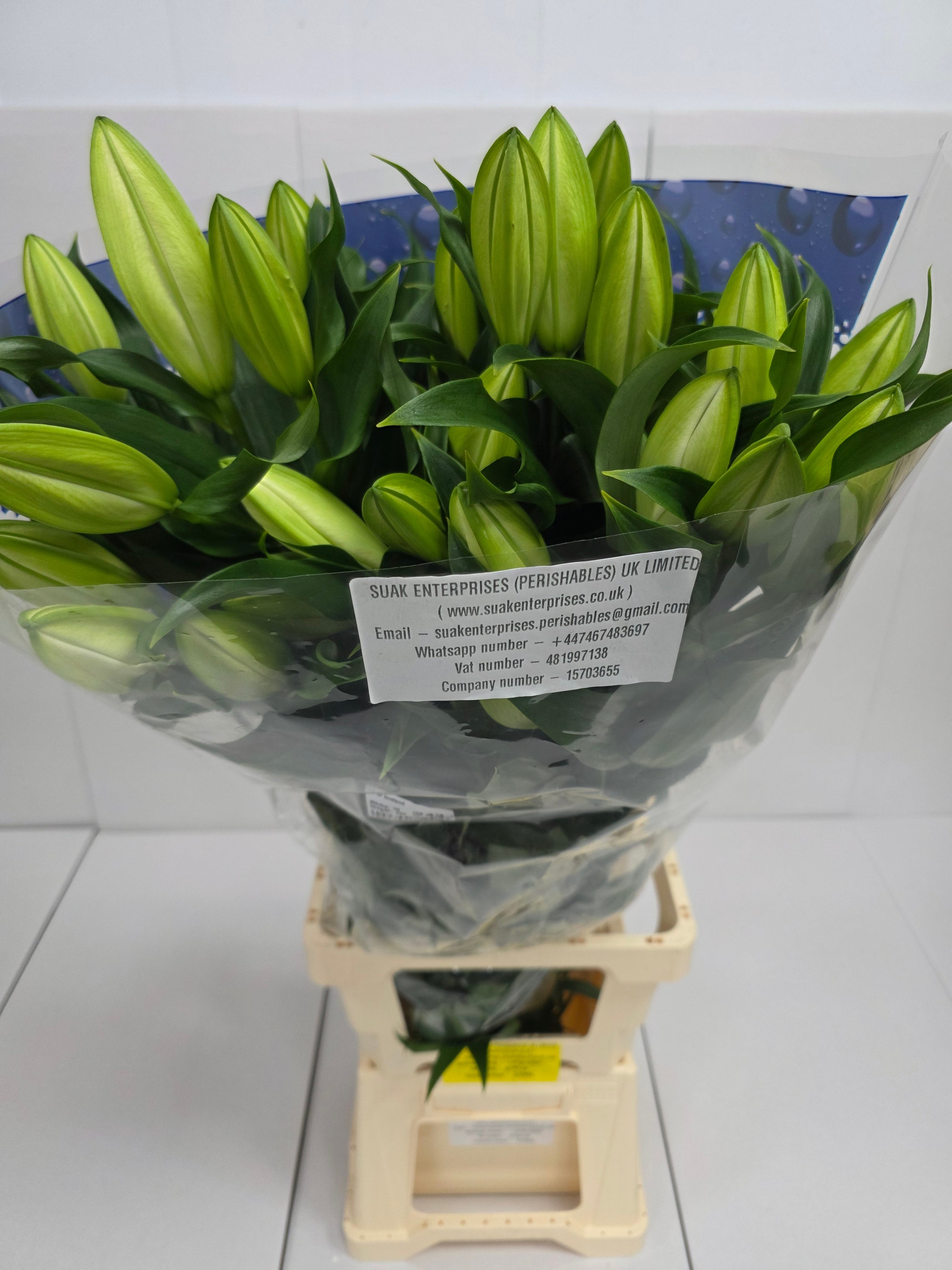 Farm Fresh Lilium Oriental Lowland 4+(Bunch of 10stems,Length 100cm)