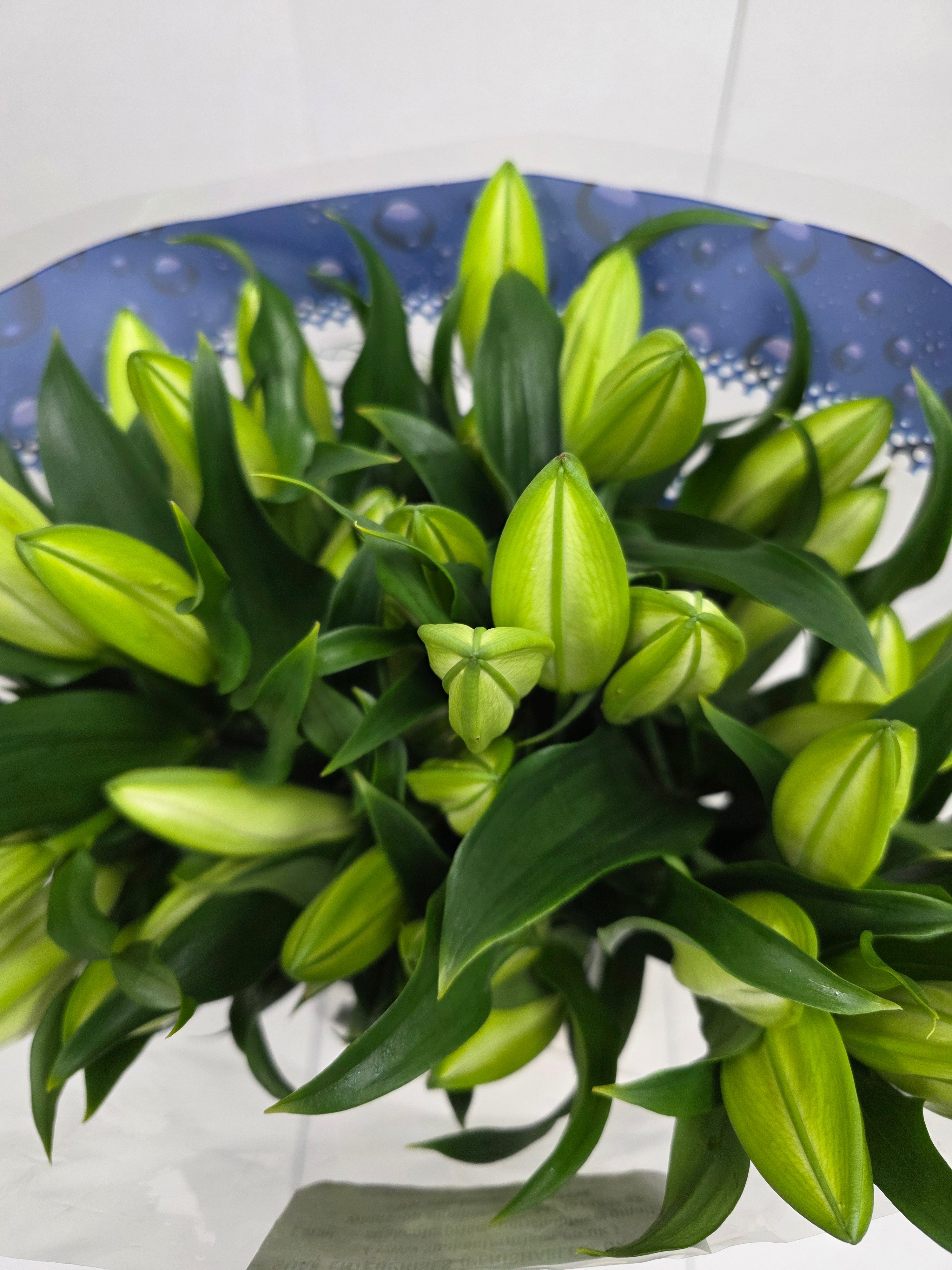 Farm Fresh Lilium Oriental Lowland 4+(Bunch of 10stems,Length 100cm)