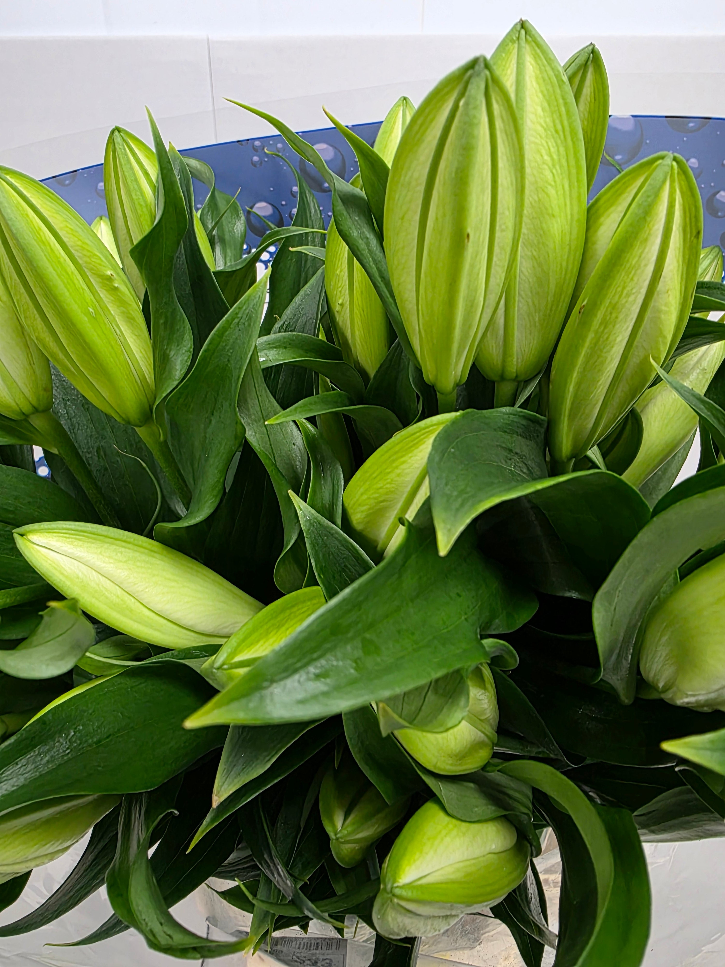 Farm Fresh Lilium Oriental Lowland 4+(Bunch of 10stems,Length 100cm)