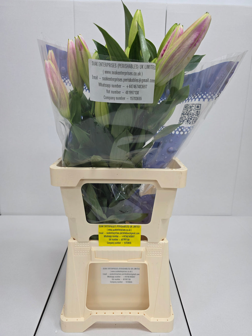 Farm Fresh Lilium Oriental Marlon 2+(Bunch of 10stems,Length 80cm)