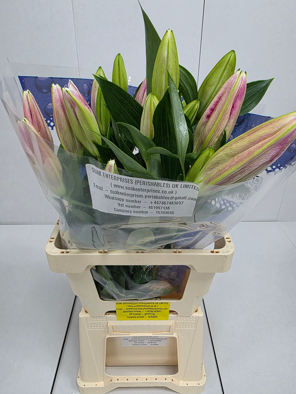 Farm Fresh Lilium Oriental Marlon 2+(Bunch of 10stems,Length 80cm)
