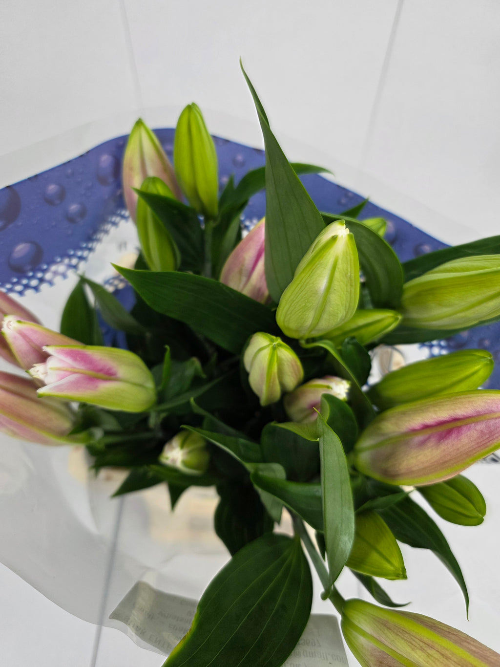 Farm Fresh Lilium Oriental Marlon 2+(Bunch of 10stems,Length 80cm)