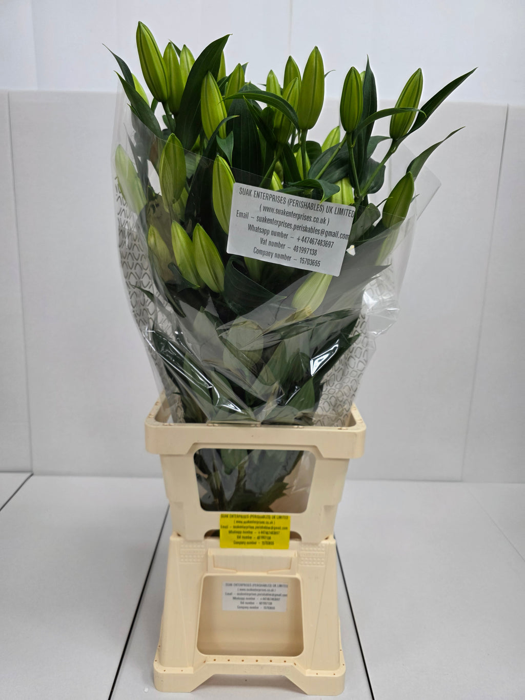 Farm Fresh Lilium Oriental Monteneu(Bunch of 10stems,Length 90cm)