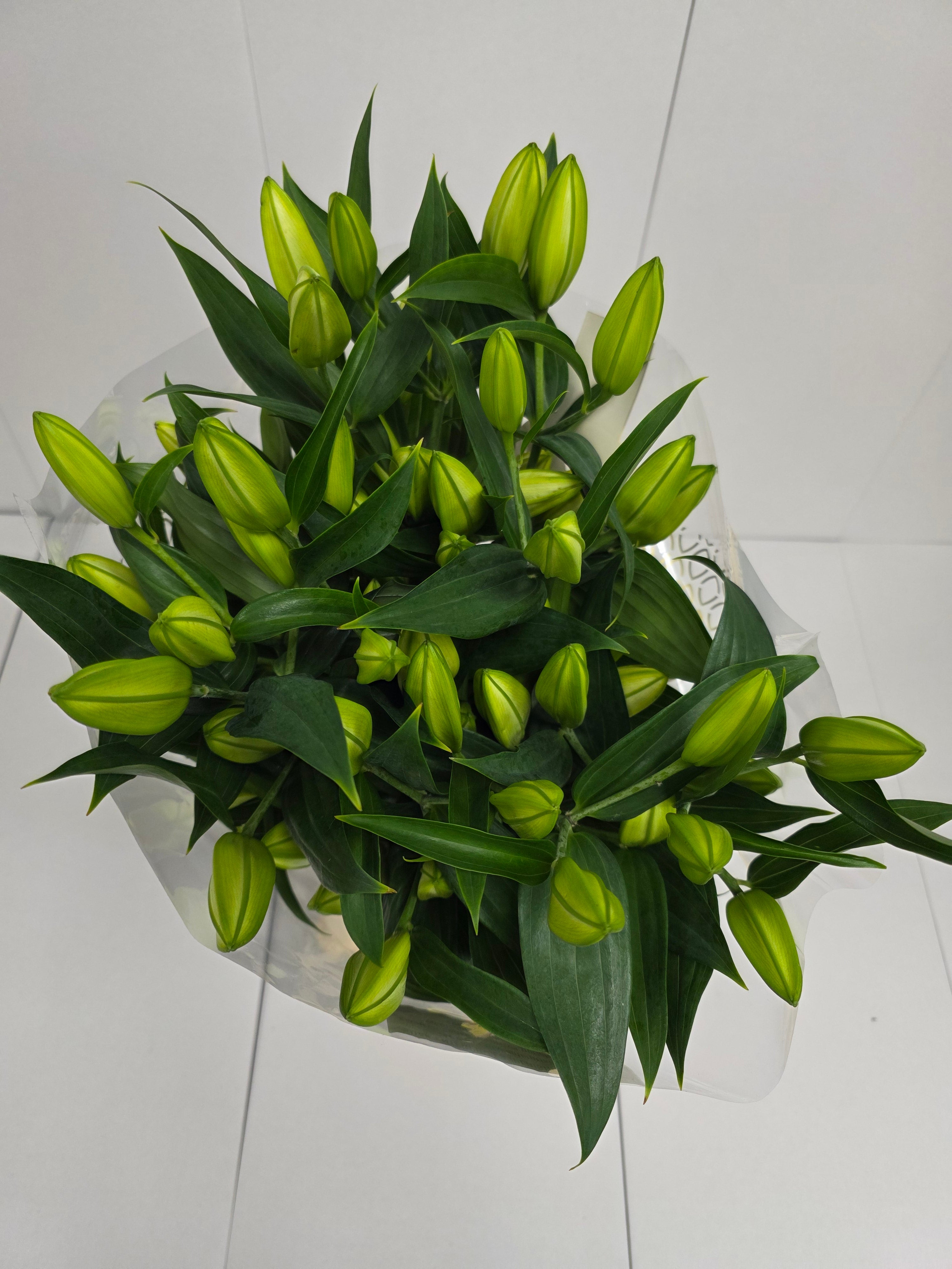 Farm Fresh Lilium Oriental Monteneu(Bunch of 10stems,Length 90cm)