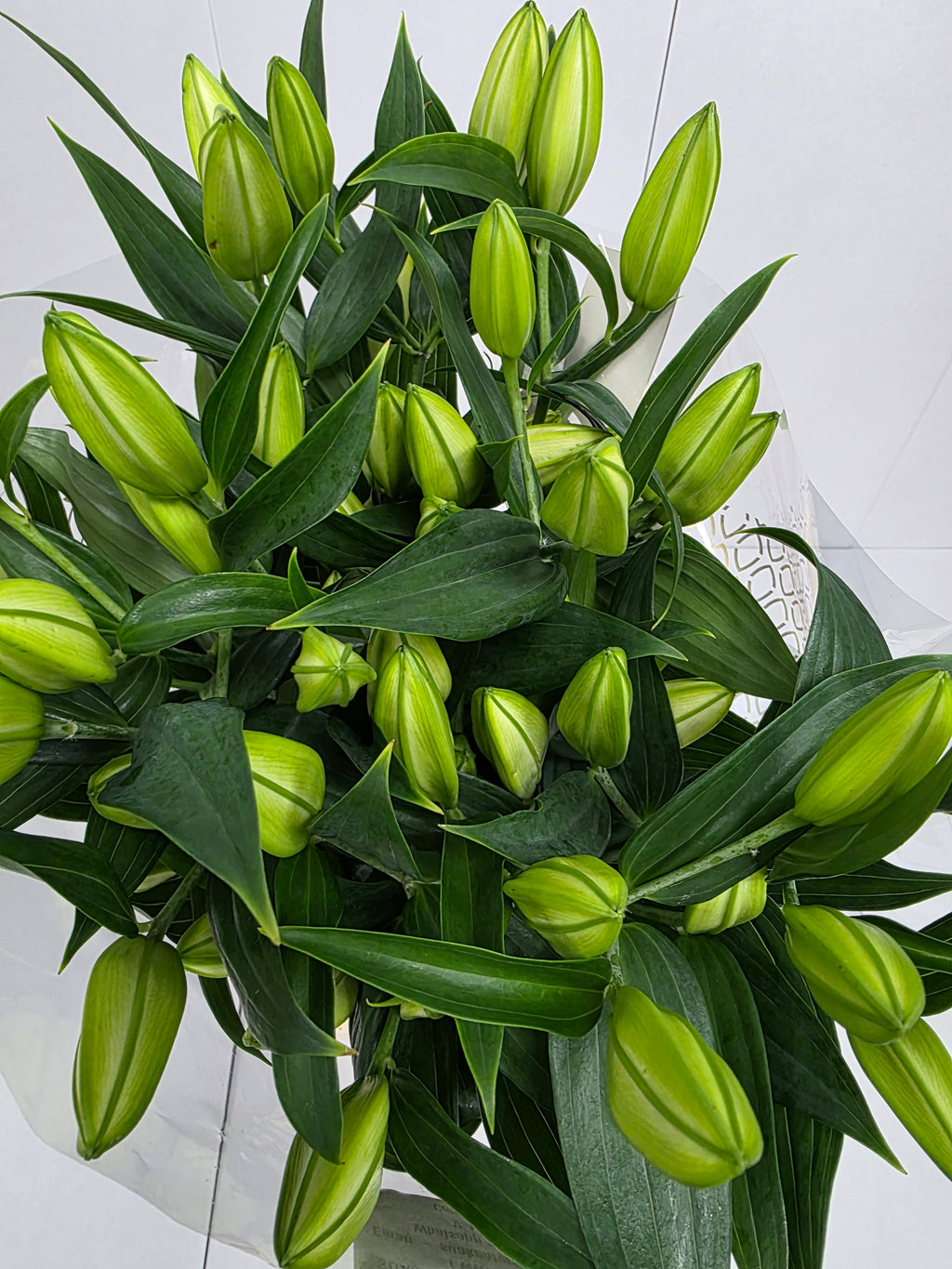 Farm Fresh Lilium Oriental Monteneu(Bunch of 10stems,Length 90cm)
