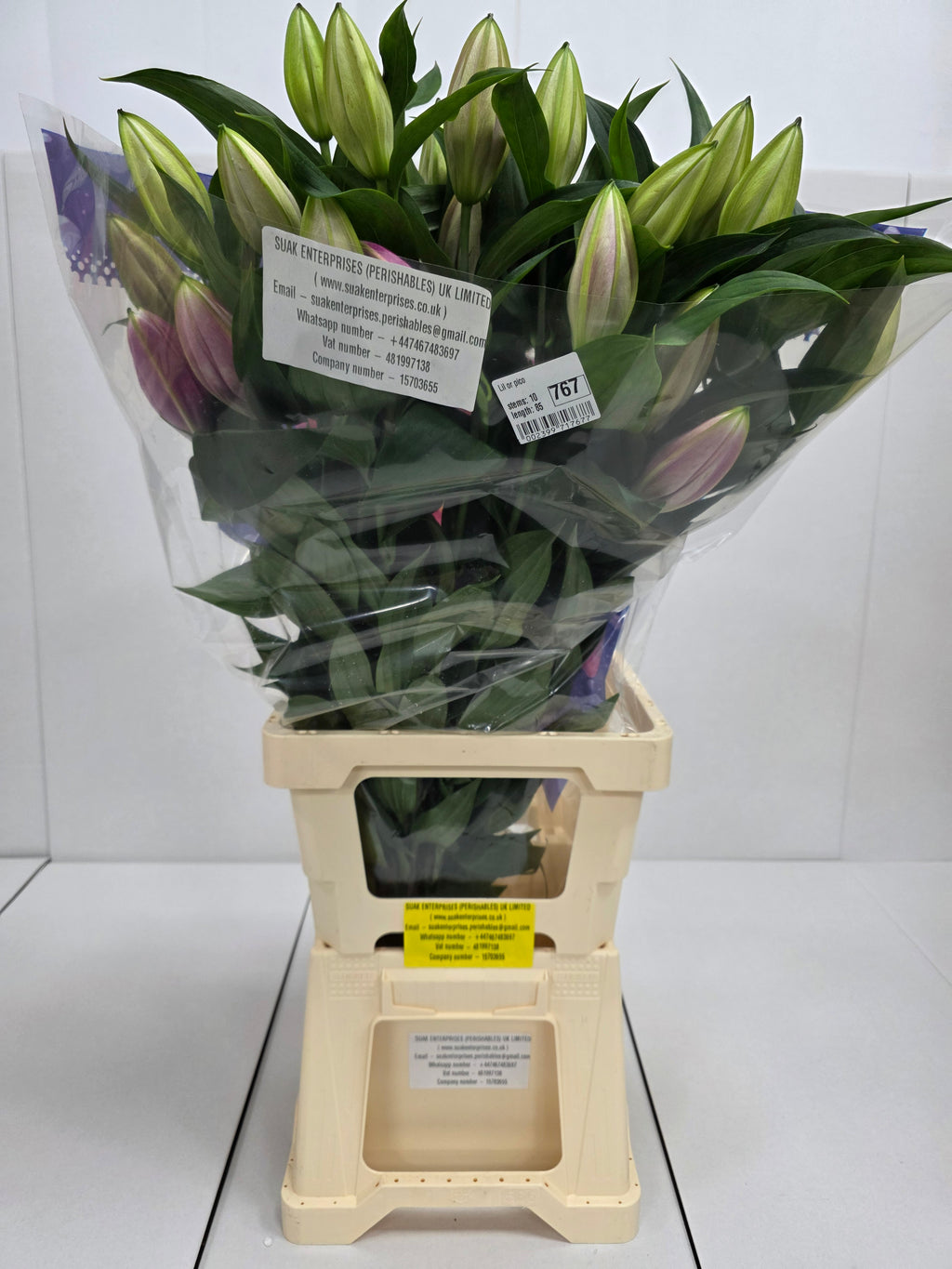 Farm Fresh Lilium Oriental Pico 3+(Bunch of 10stems,Length 85cm)