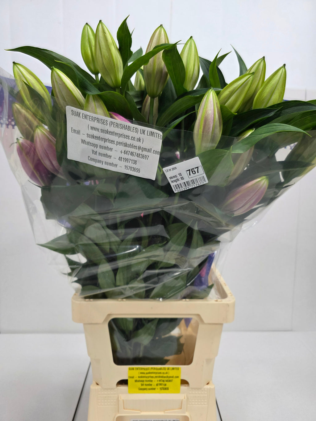 Farm Fresh Lilium Oriental Pico 3+(Bunch of 10stems,Length 85cm)