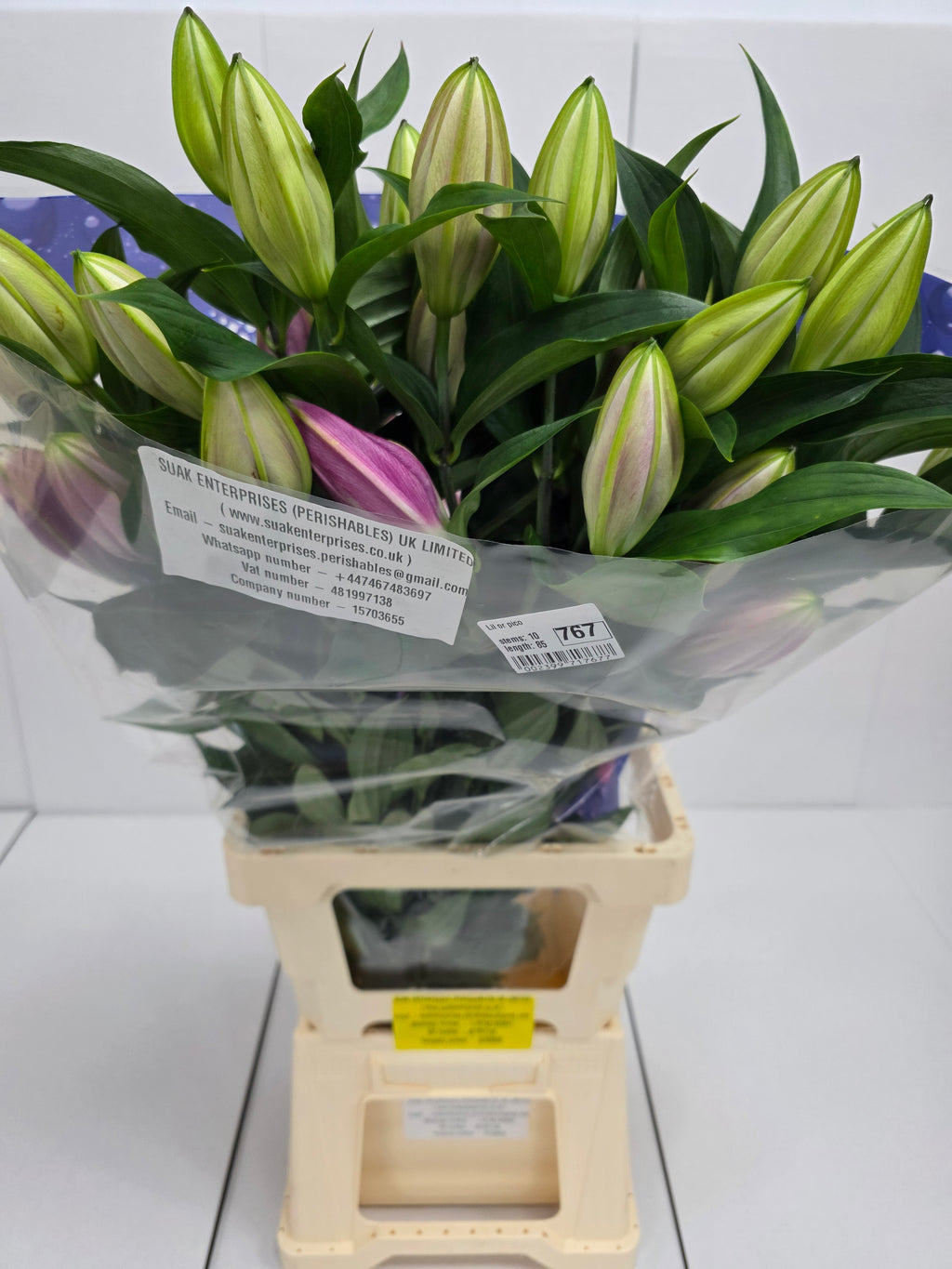 Farm Fresh Lilium Oriental Pico 3+(Bunch of 10stems,Length 85cm)