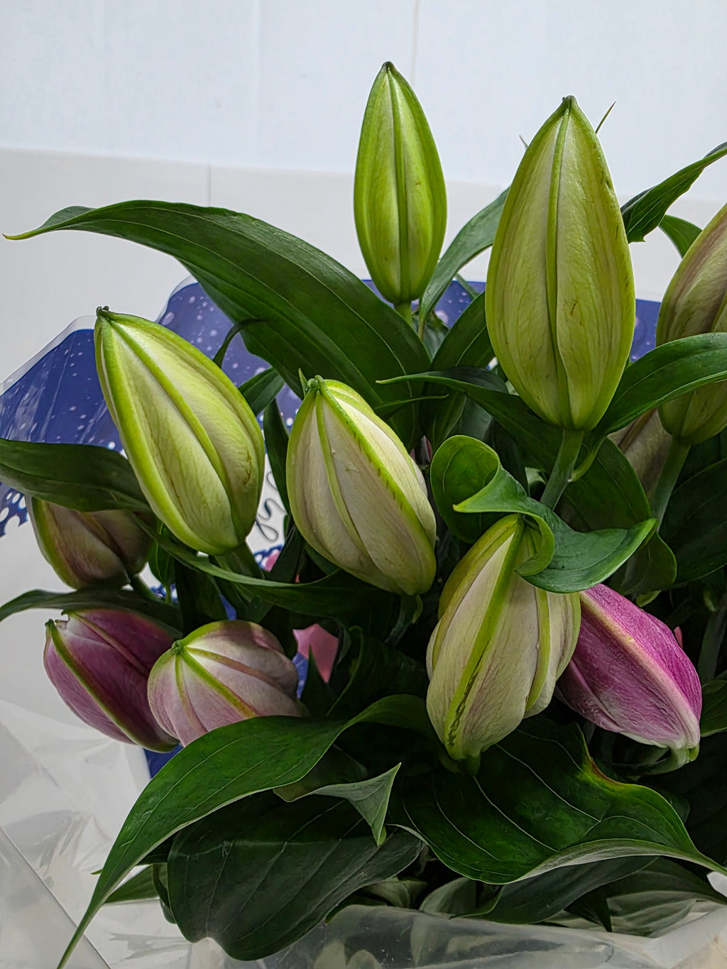 Farm Fresh Lilium Oriental Pico 3+(Bunch of 10stems,Length 85cm)