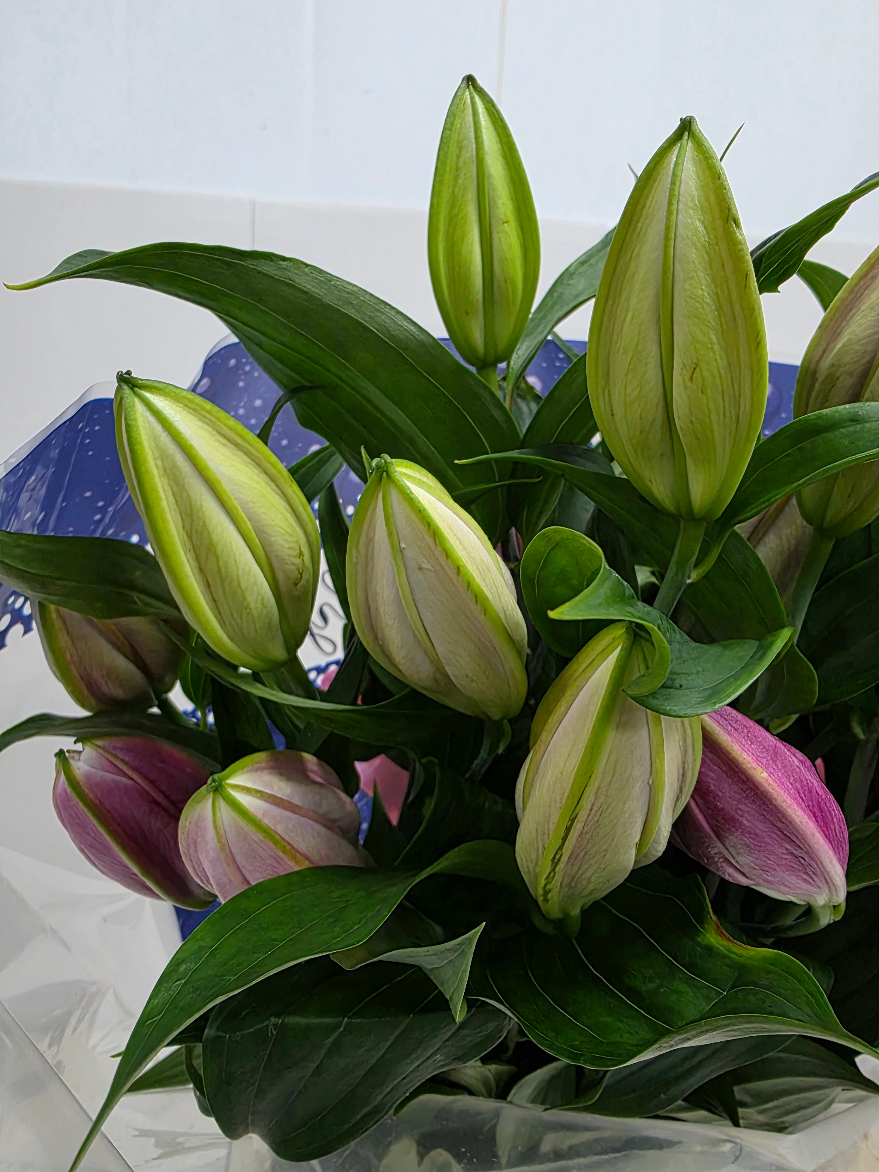 Farm Fresh Lilium Oriental Pico 3+(Bunch of 10stems,Length 85cm)