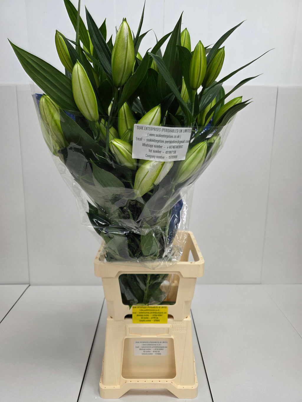 Farm Fresh Lilium Oriental Sisto 4+(Bunch of 10stems,Length 95cm)