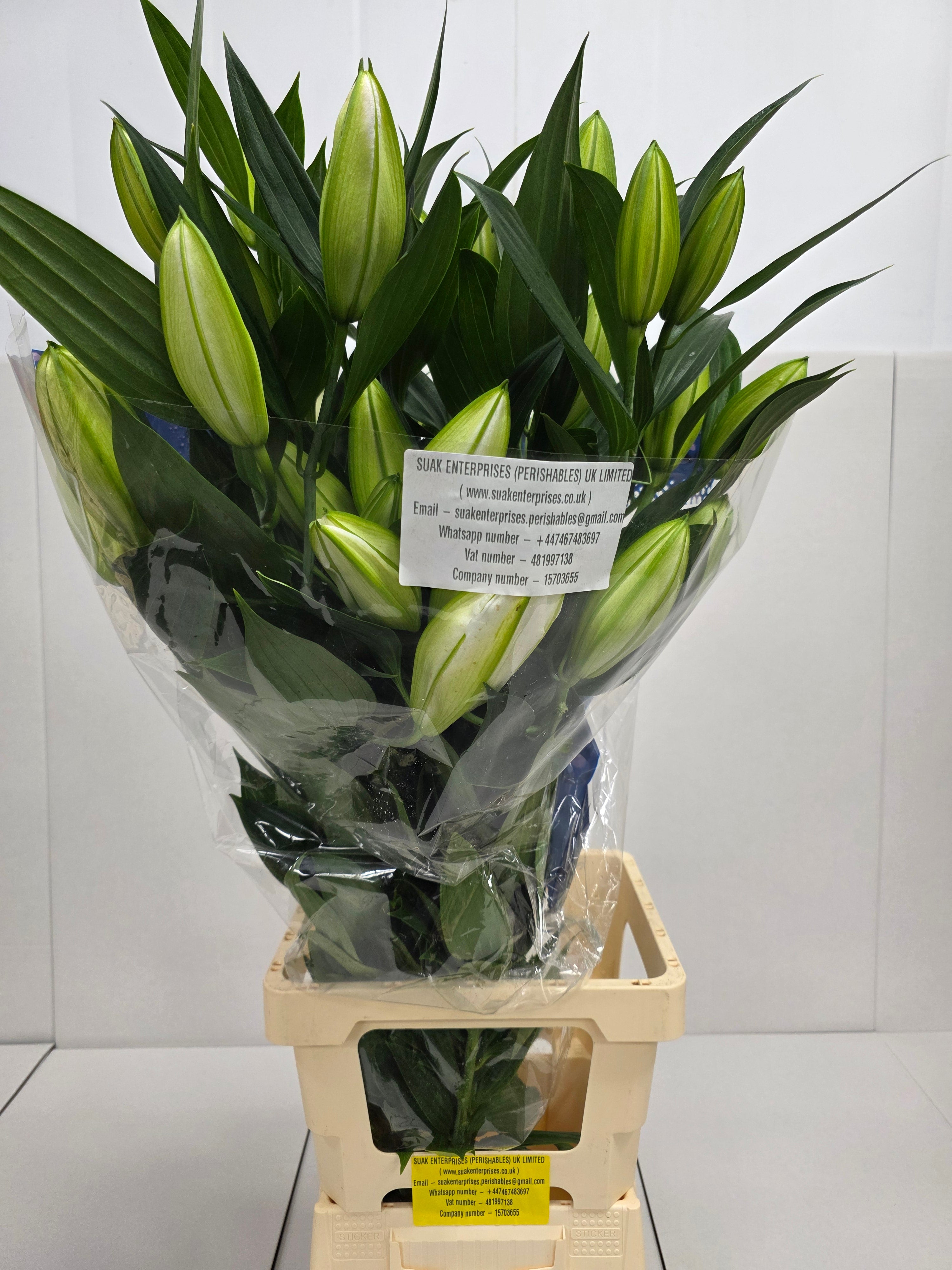 Farm Fresh Lilium Oriental Sisto 4+(Bunch of 10stems,Length 95cm)
