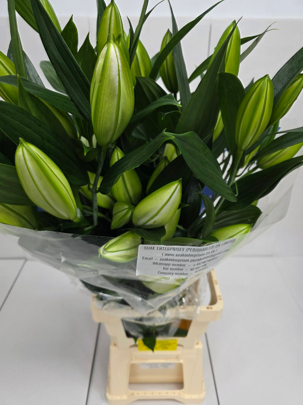 Farm Fresh Lilium Oriental Sisto 4+(Bunch of 10stems,Length 95cm)
