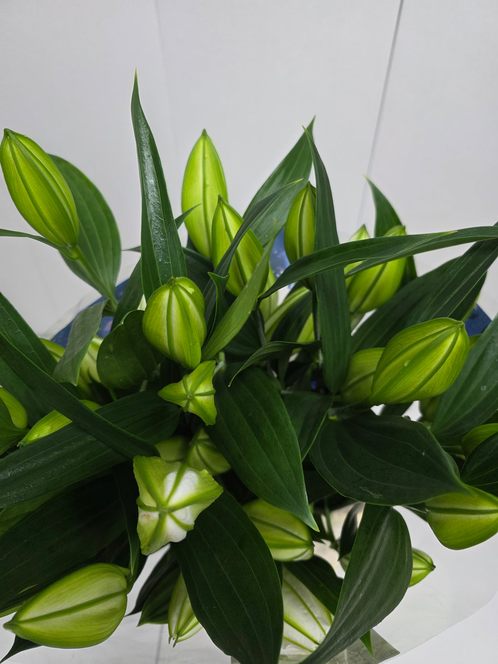 Farm Fresh Lilium Oriental Sisto 4+(Bunch of 10stems,Length 95cm)