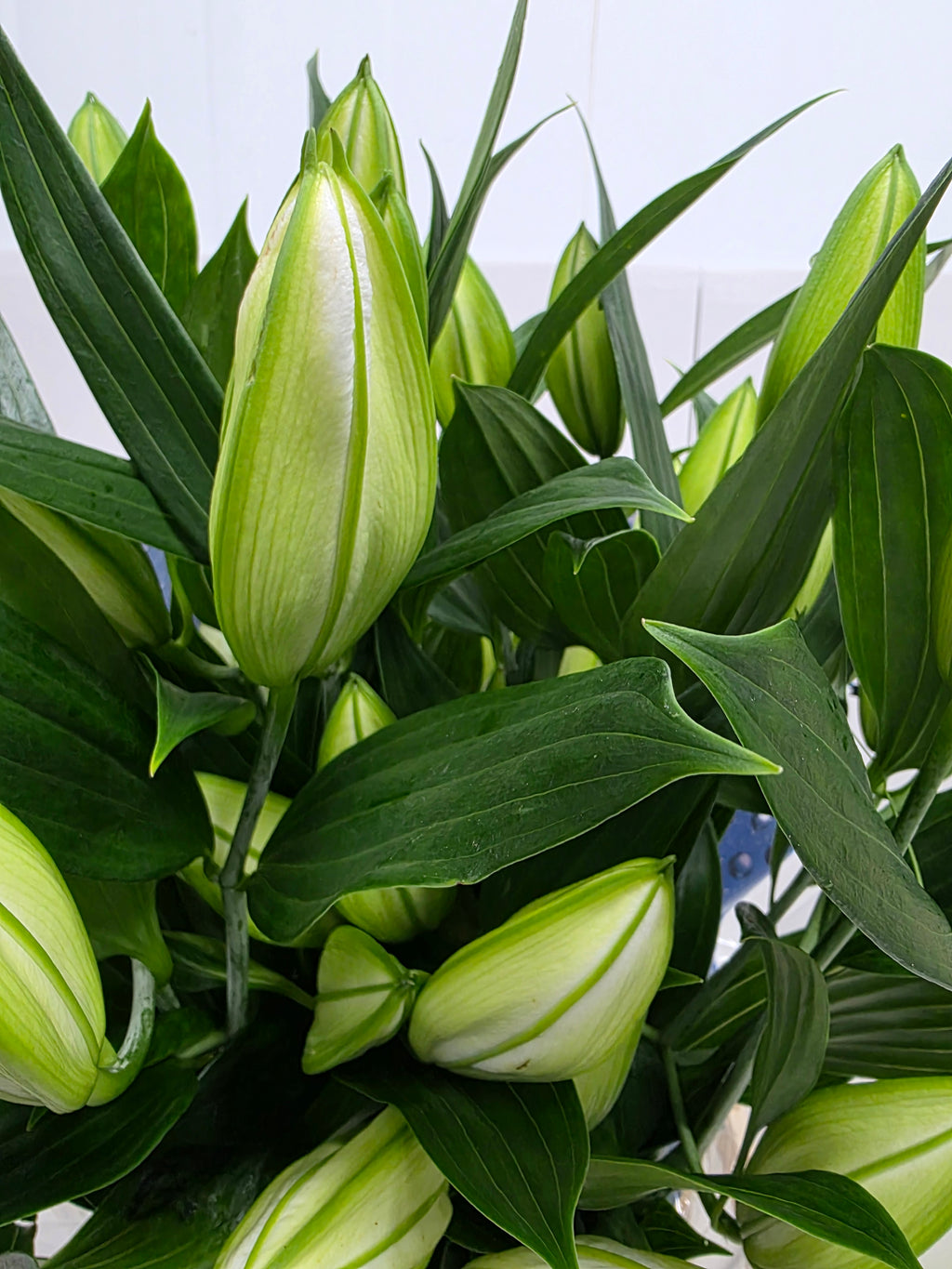 Farm Fresh Lilium Oriental Sisto 4+(Bunch of 10stems,Length 95cm)