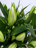Farm Fresh Lilium Oriental Sisto 4+(Bunch of 10stems,Length 95cm)