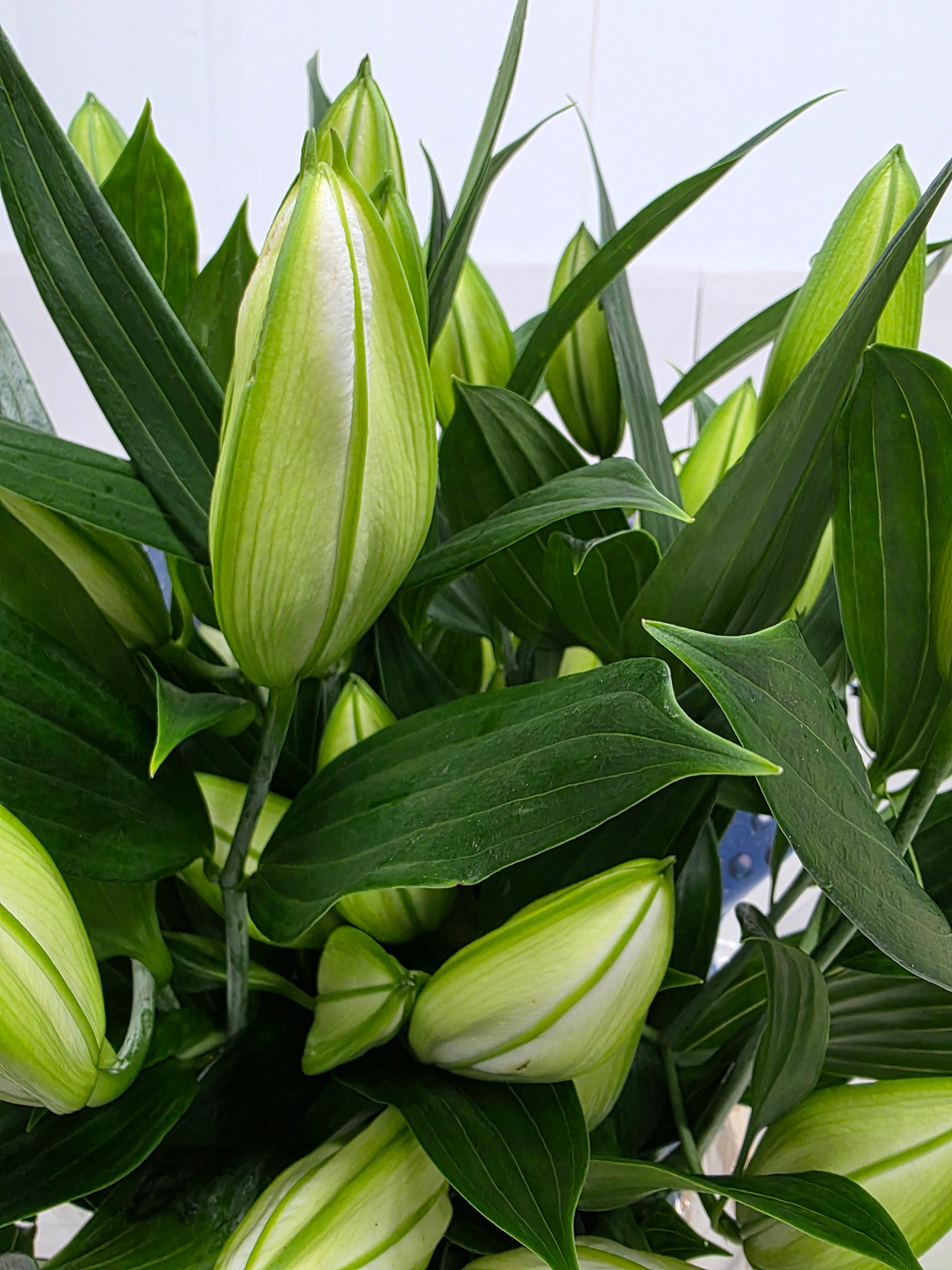 Farm Fresh Lilium Oriental Sisto 4+(Bunch of 10stems,Length 95cm)