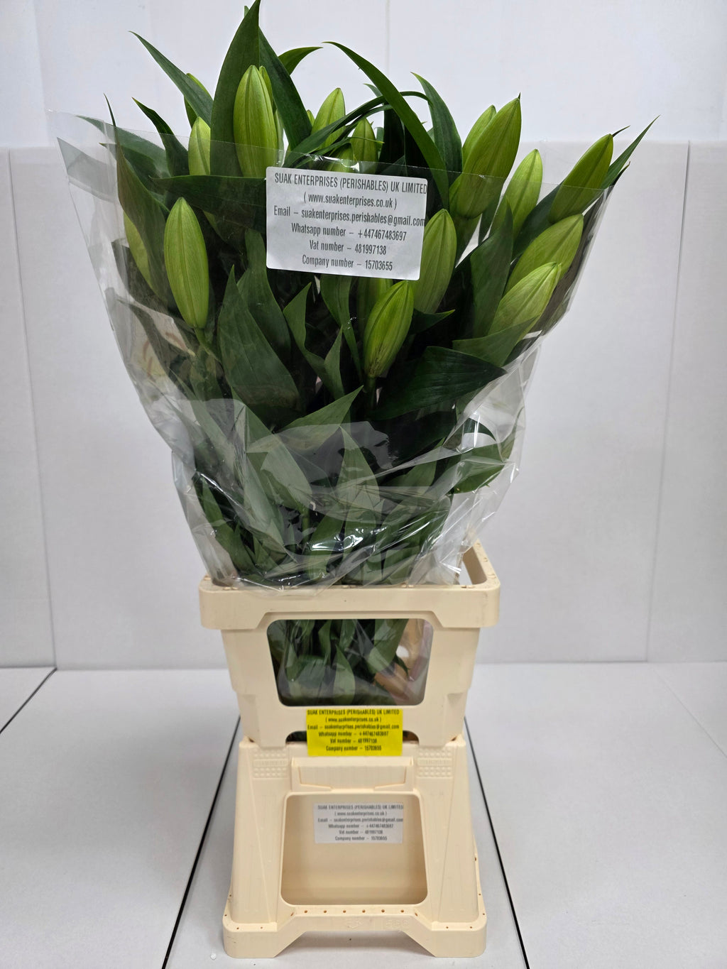 Farm Fresh Lilium Oriental Tisento 3+(Bunch of 10stems,Length 90cm)