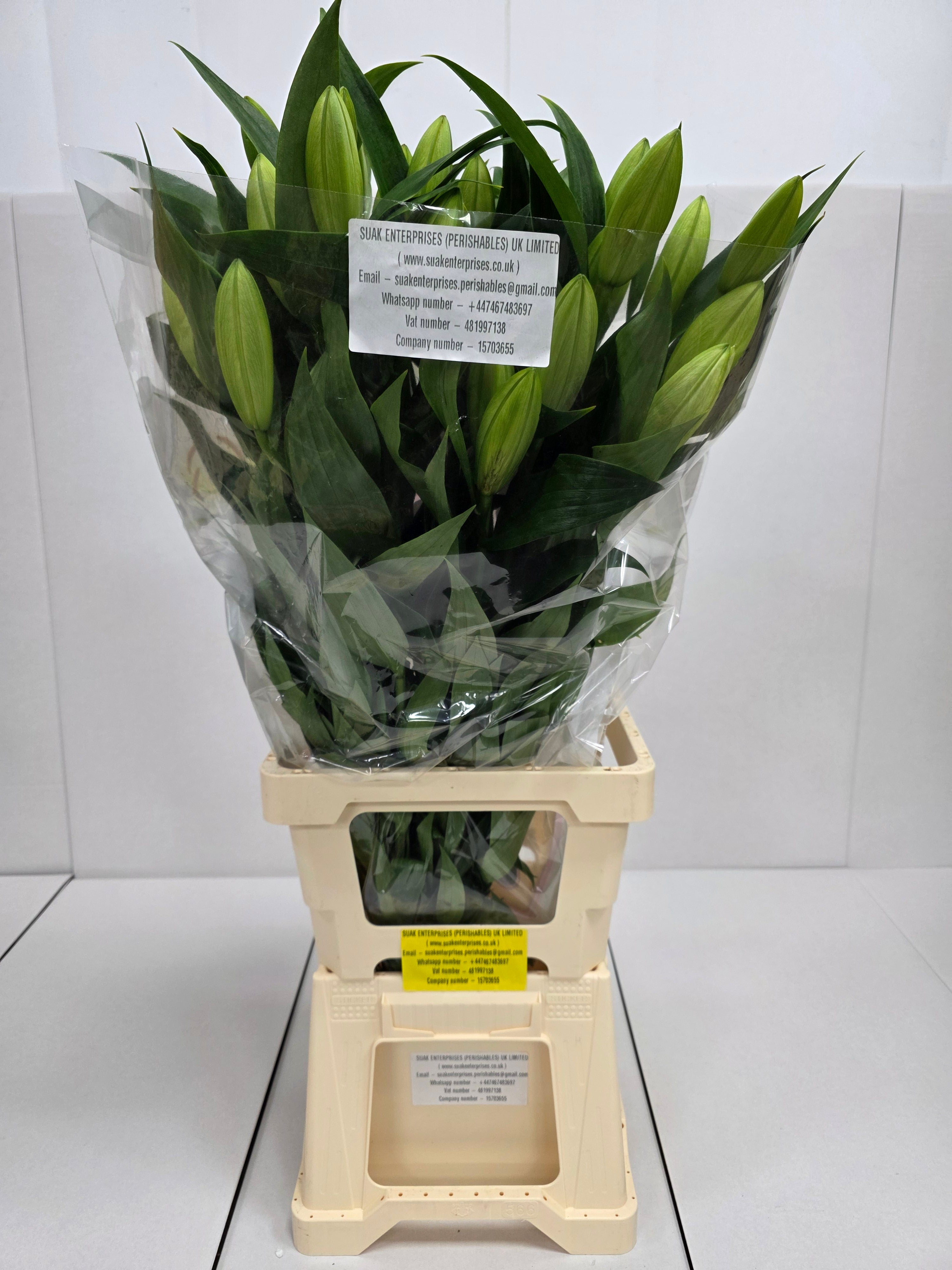 Farm Fresh Lilium Oriental Tisento 3+(Bunch of 10stems,Length 90cm)