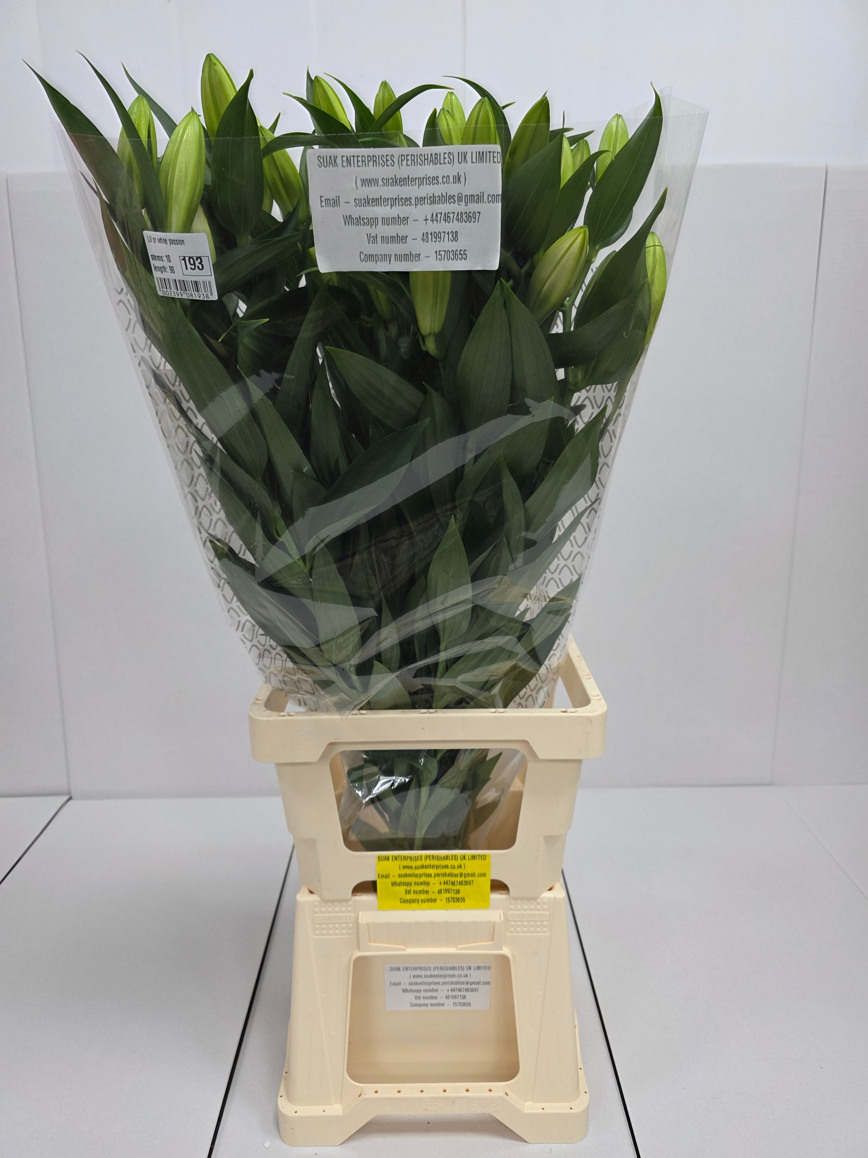 Farm Fresh Lilium Oriental White Passion 4+(Bunch of 10stems,Length 90cm)
