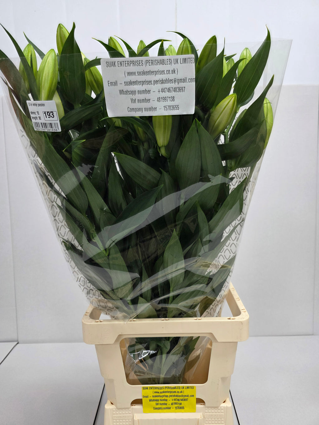 Farm Fresh Lilium Oriental White Passion 4+(Bunch of 10stems,Length 90cm)