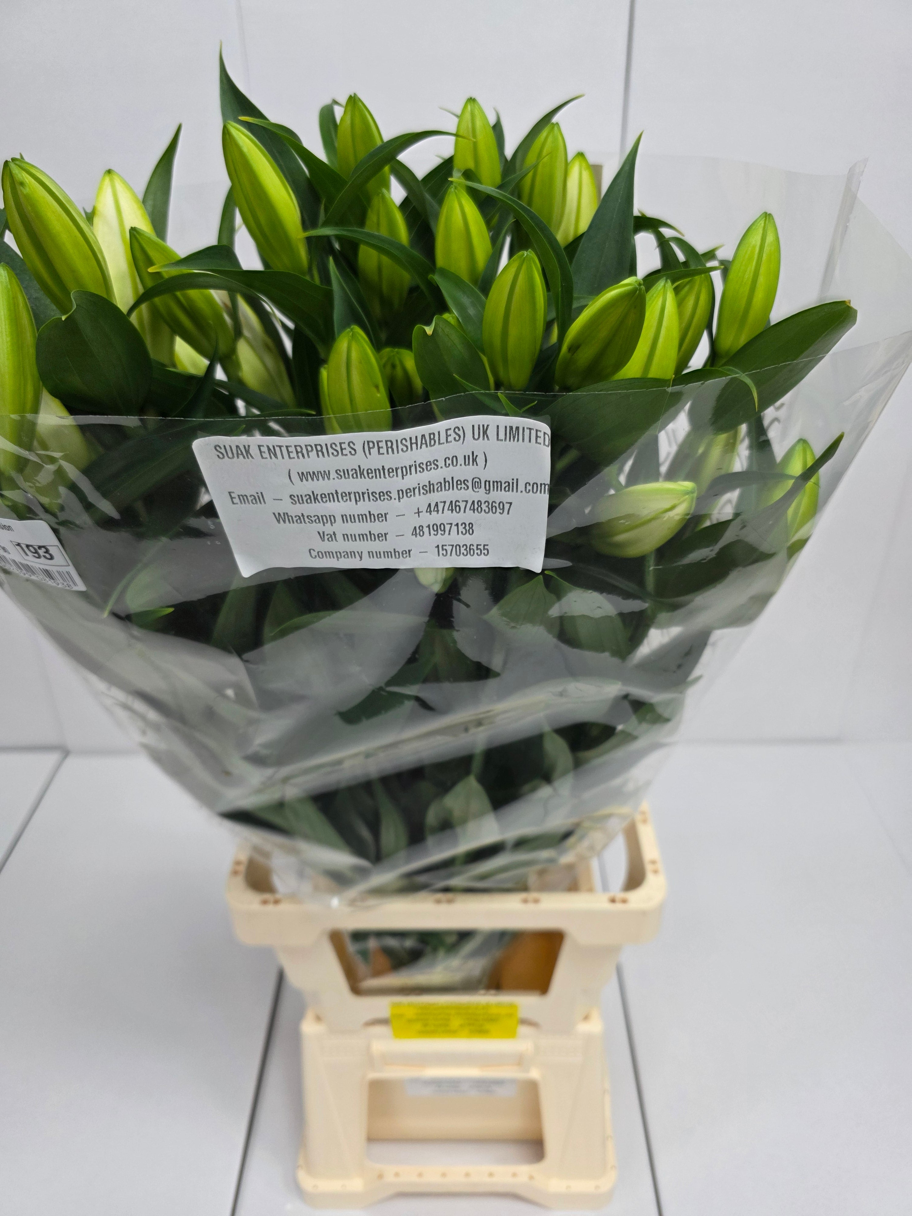 Farm Fresh Lilium Oriental White Passion 4+(Bunch of 10stems,Length 90cm)