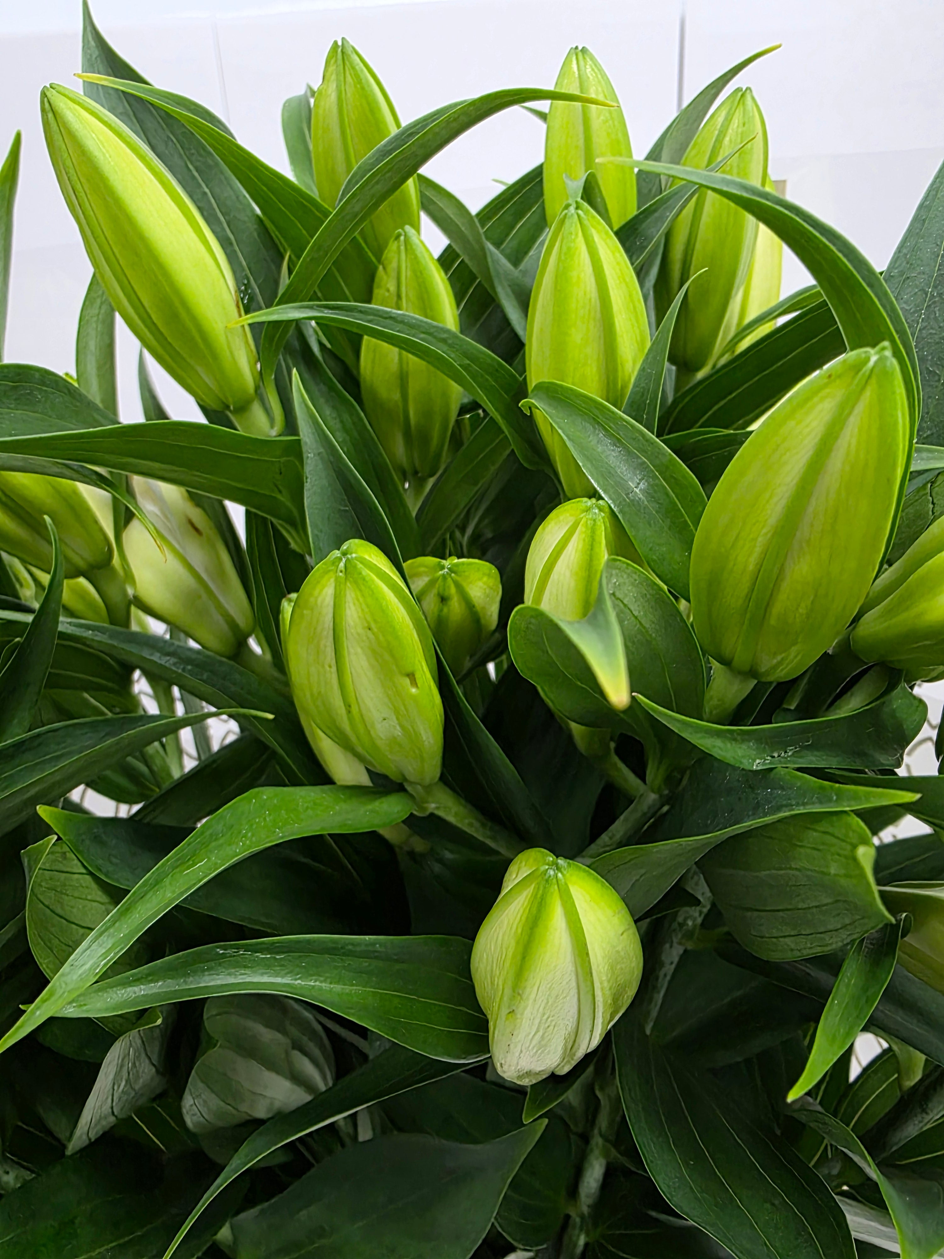 Farm Fresh Lilium Oriental White Passion 4+(Bunch of 10stems,Length 90cm)