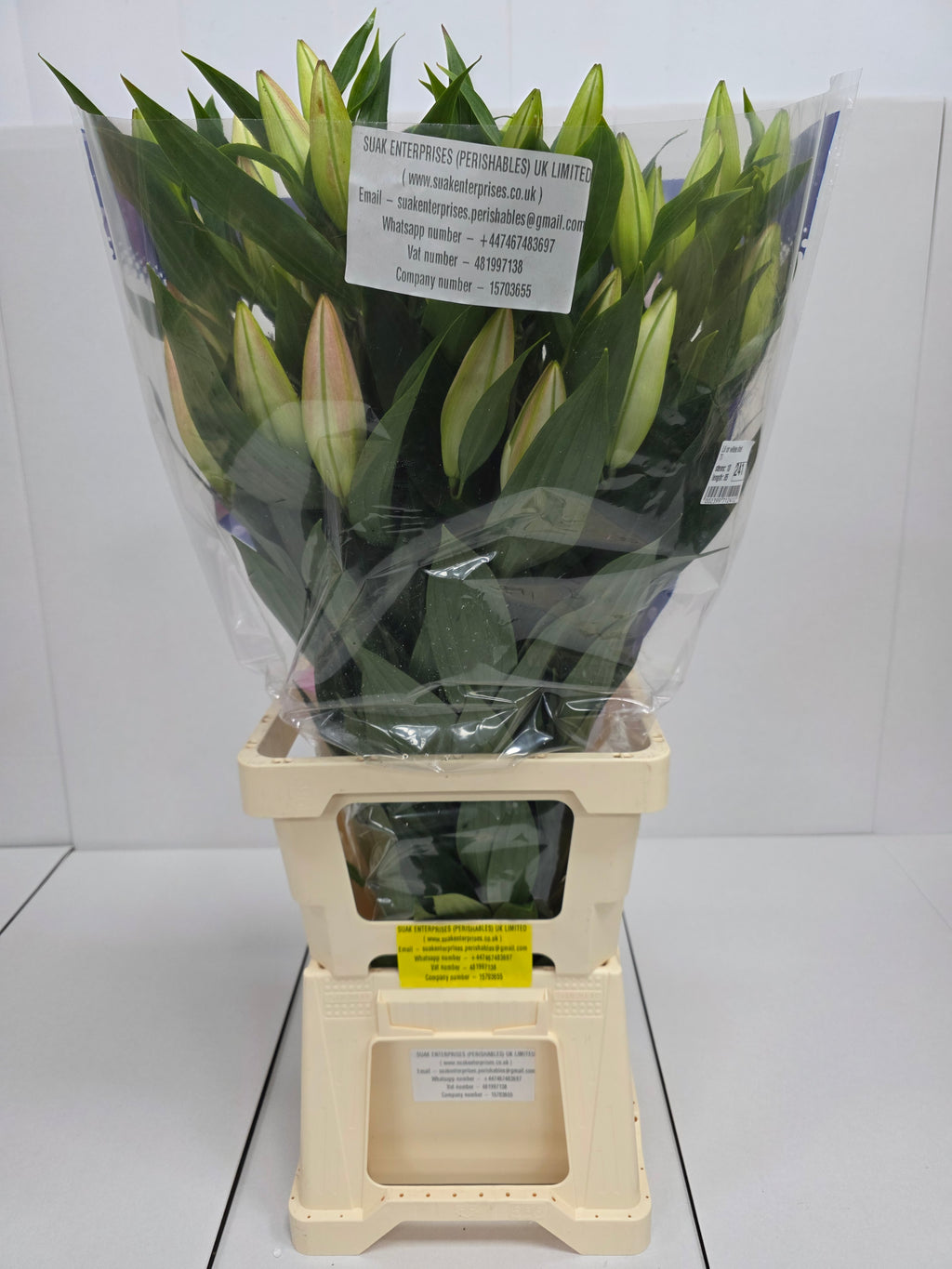 Farm Fresh Lilium Oriental Willeke Alberti 3+(Bunch of 10stems,Length 85cm)