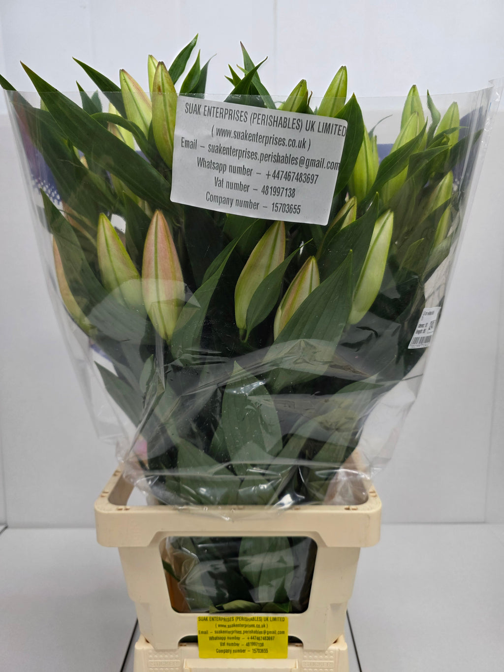Farm Fresh Lilium Oriental Willeke Alberti 3+(Bunch of 10stems,Length 85cm)