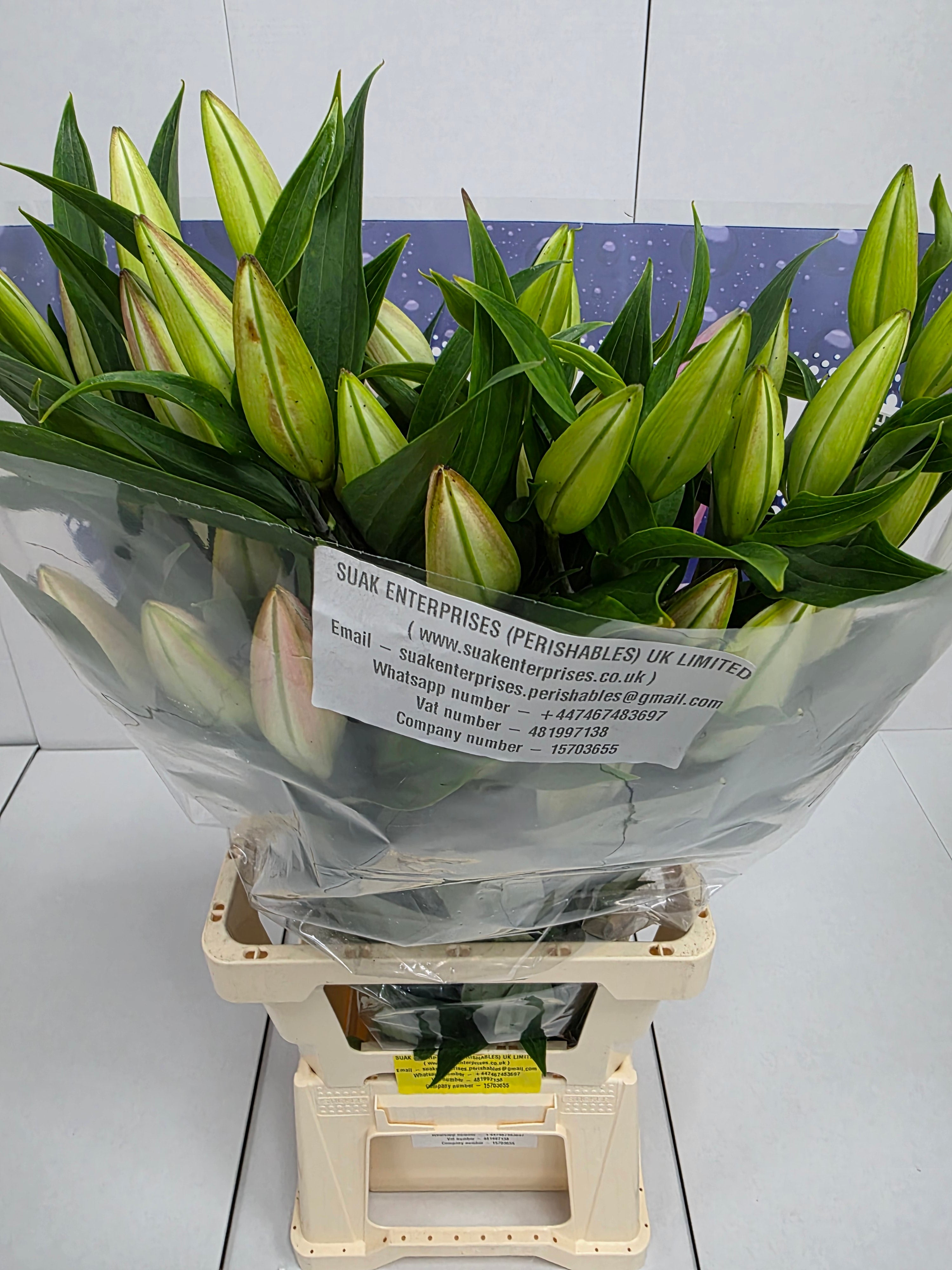 Farm Fresh Lilium Oriental Willeke Alberti 3+(Bunch of 10stems,Length 85cm)