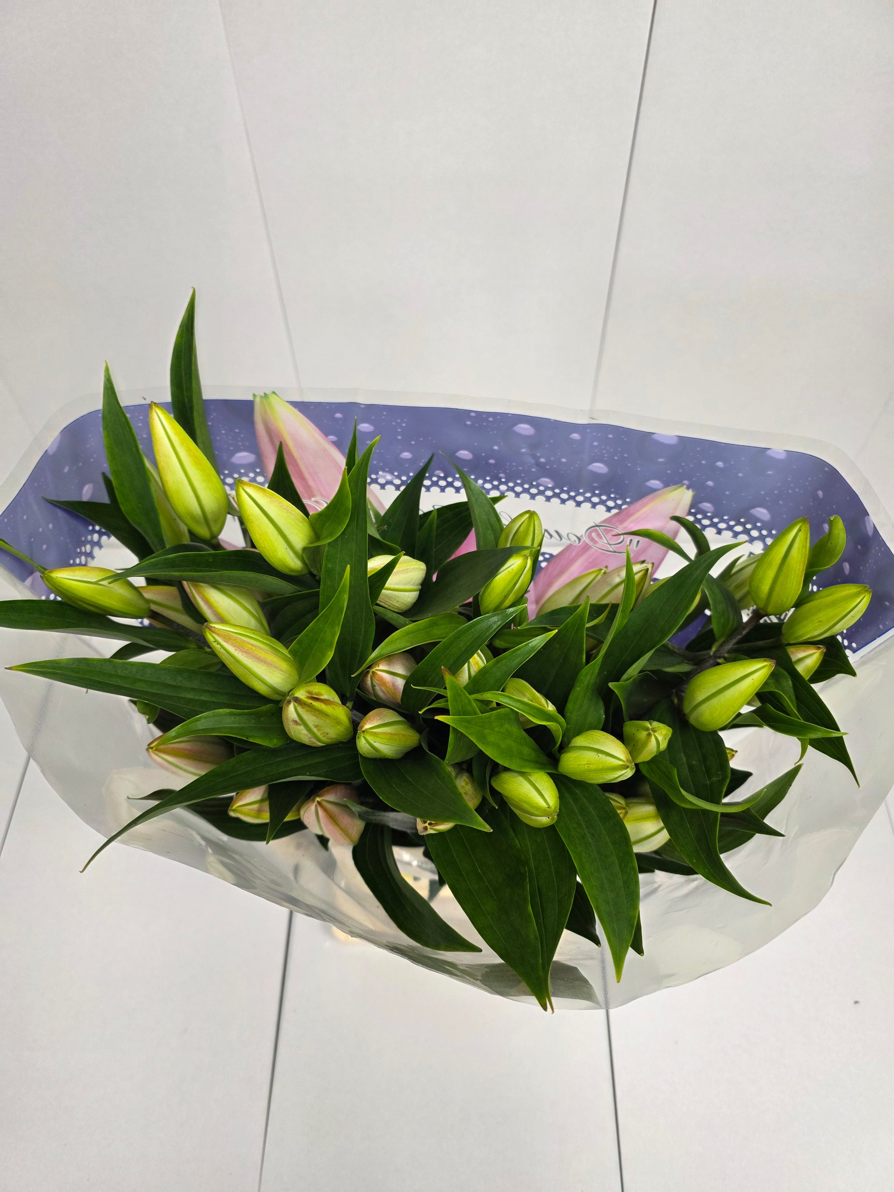 Farm Fresh Lilium Oriental Willeke Alberti 3+(Bunch of 10stems,Length 85cm)