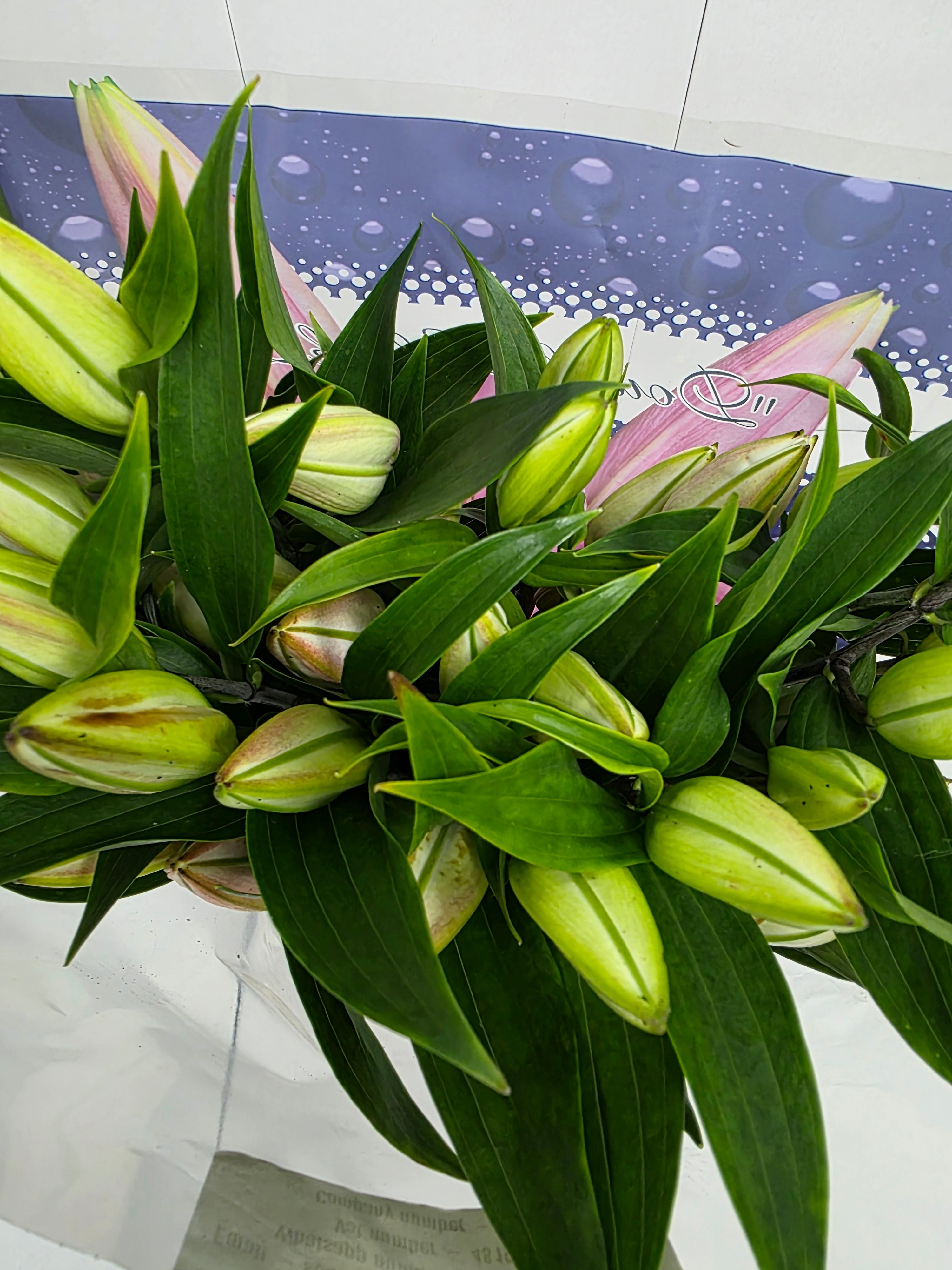 Farm Fresh Lilium Oriental Willeke Alberti 3+(Bunch of 10stems,Length 85cm)