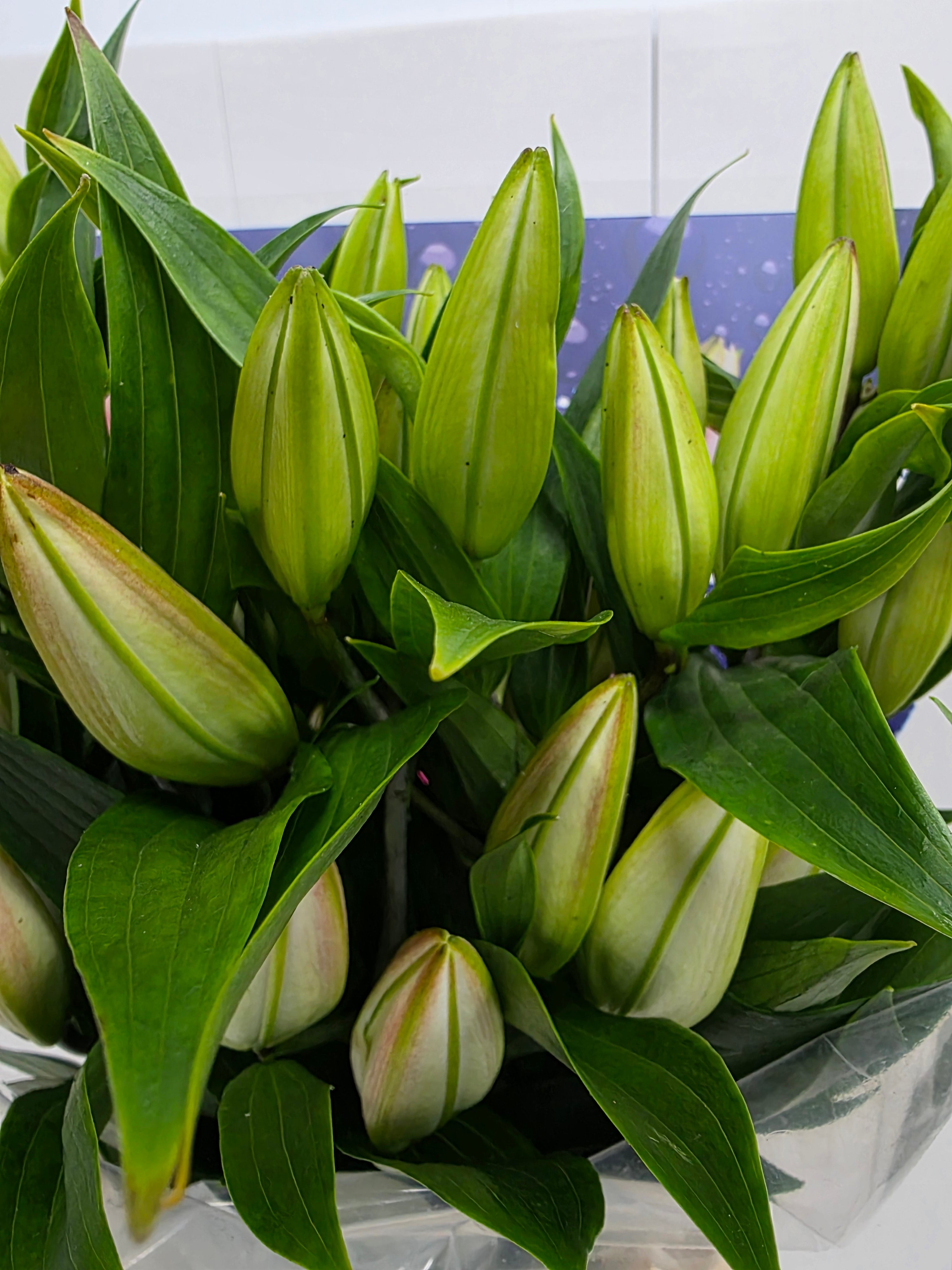 Farm Fresh Lilium Oriental Willeke Alberti 3+(Bunch of 10stems,Length 85cm)