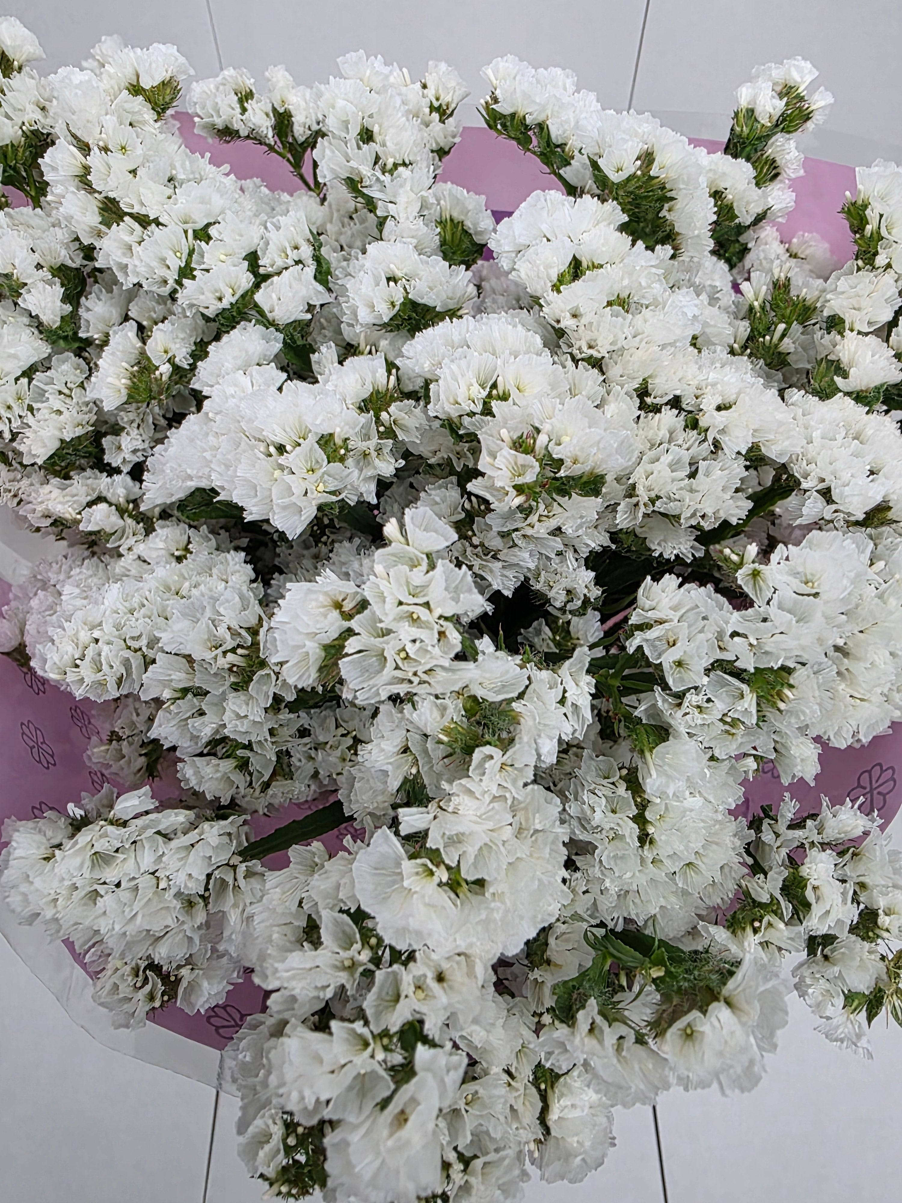 Farm Fresh Limonium S Silvery Sun Birds(Bunch of 25 stems, length 80cm)