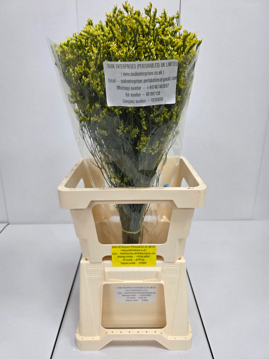 Farm Fresh Limonium Sinuatum China Summer (Bunch of 25 stems, Length 70cm)