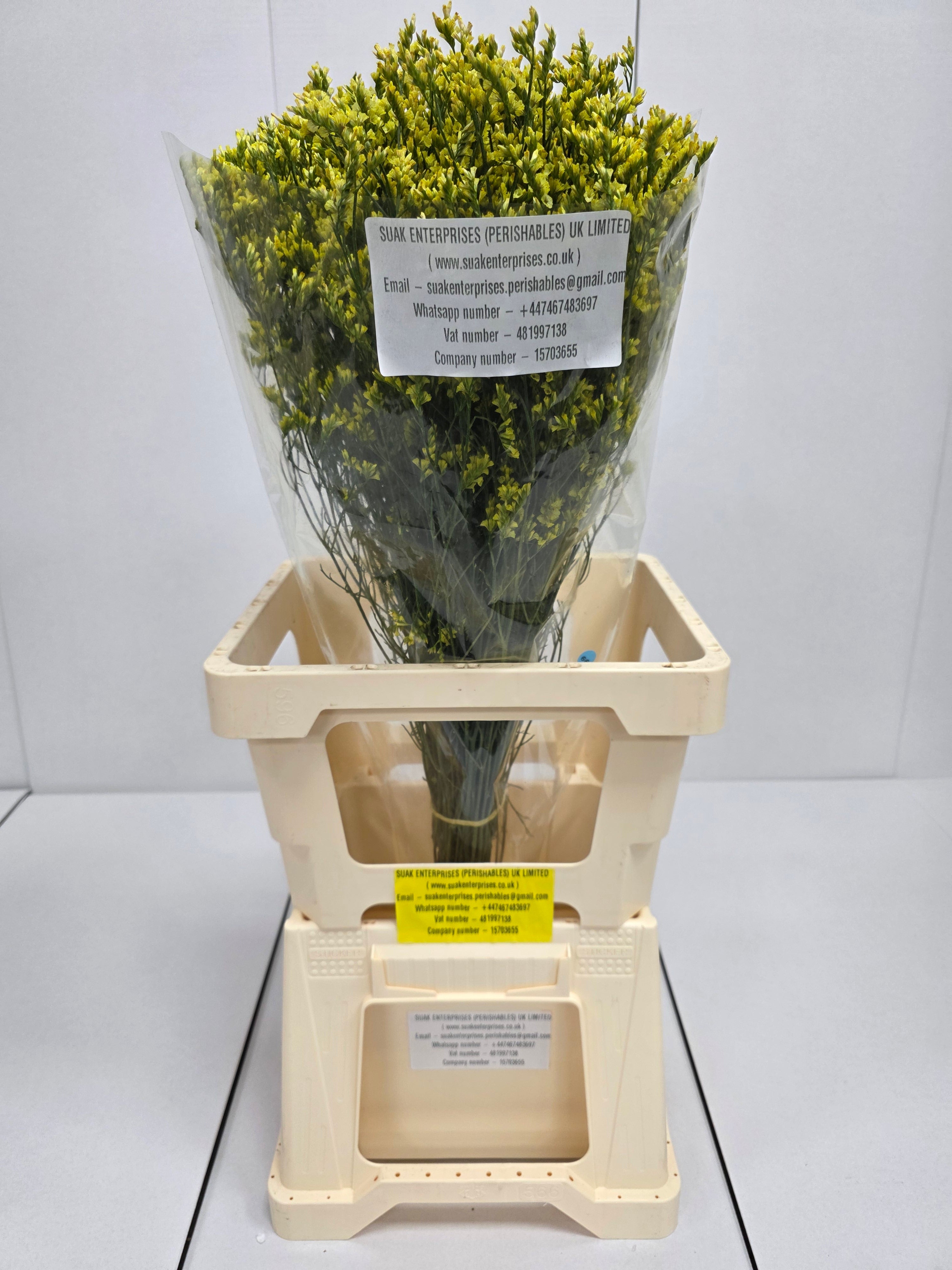 Farm Fresh Limonium Sinuatum China Summer (Bunch of 25 stems, Length 70cm)
